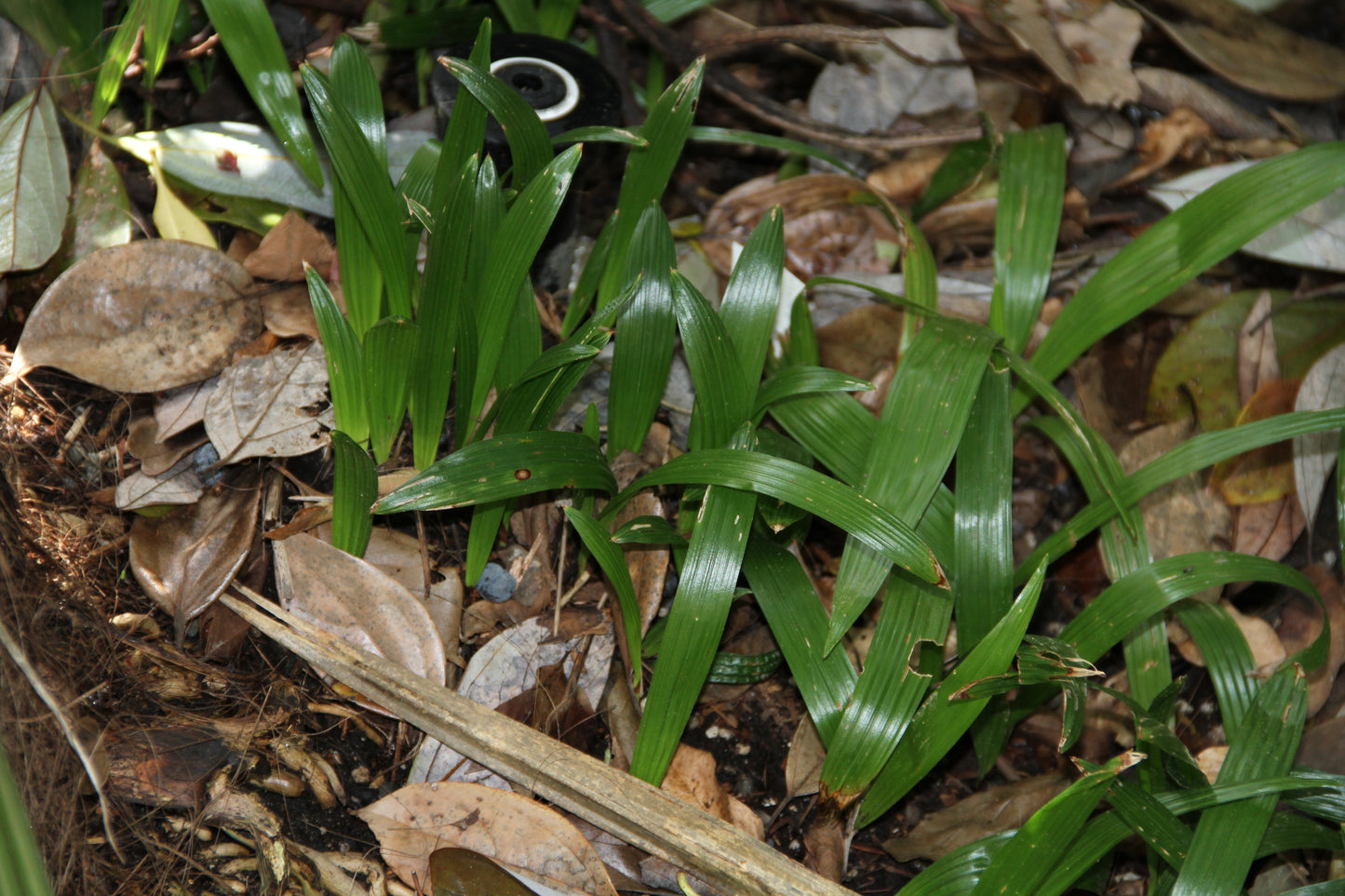*RETAIL - Trachycarpus takil