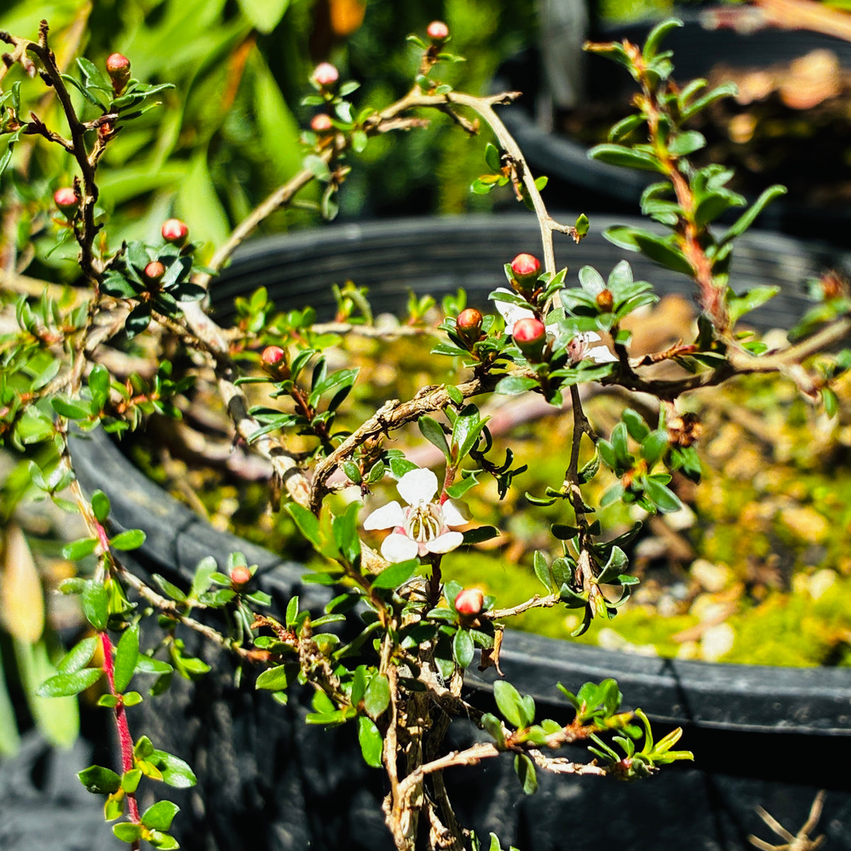 *RETAIL - Leptospermum rupestre