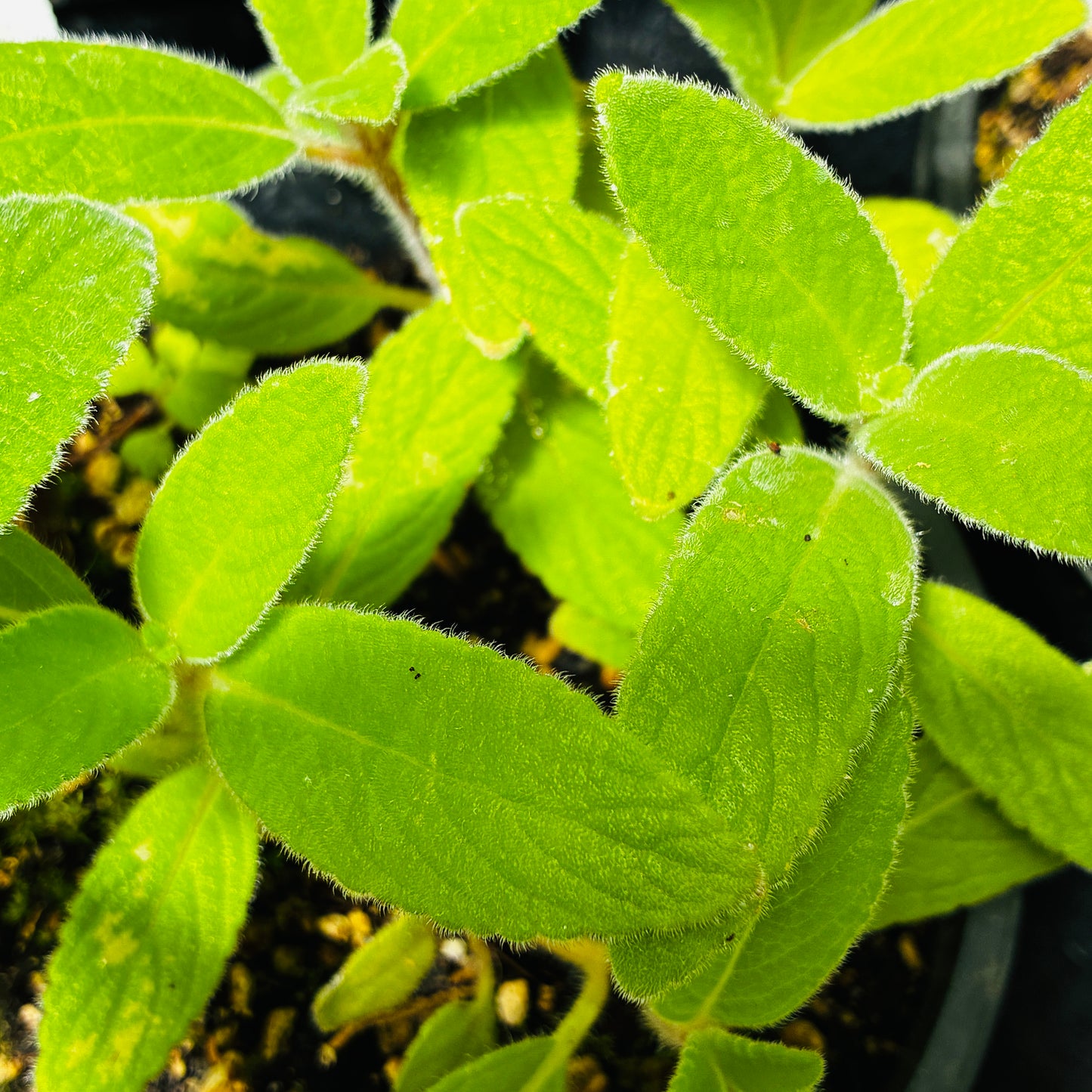 *RETAIL - Sinningia tubiflora