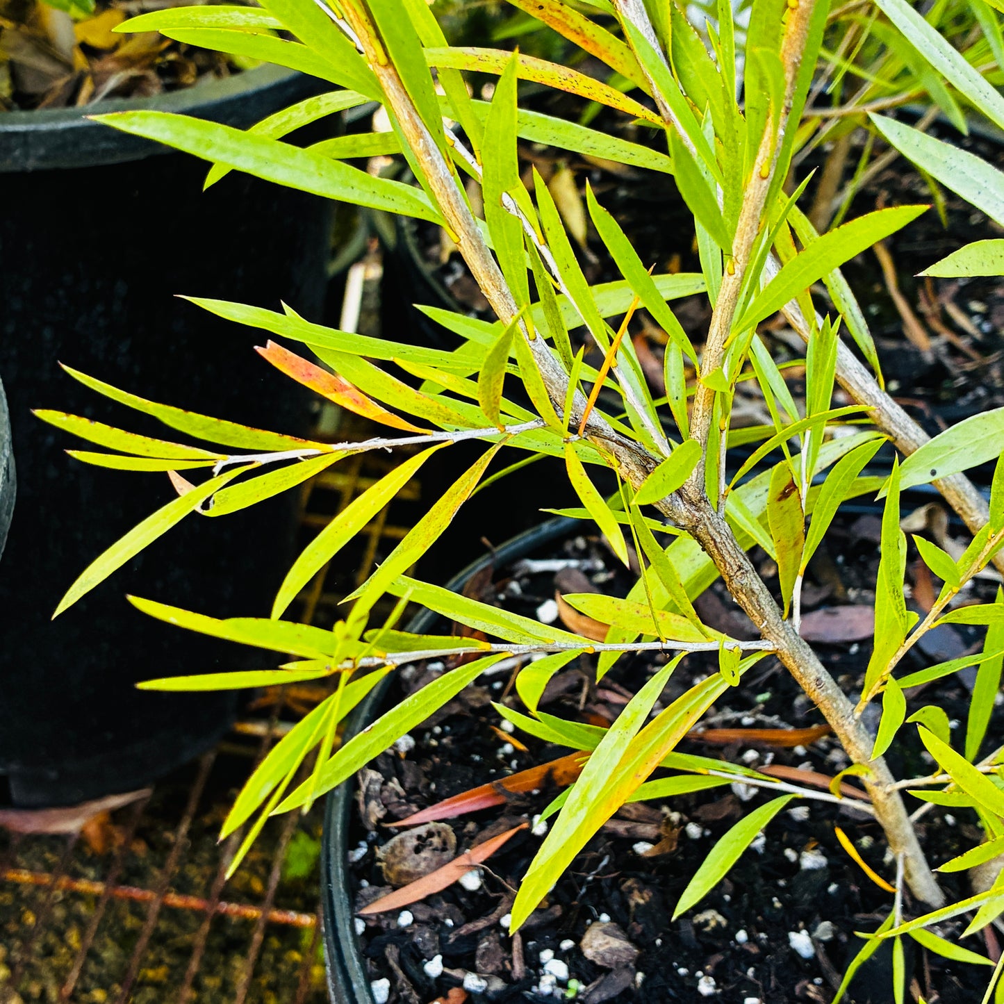 *RETAIL - Callistemon 'Cane's Hybrid'