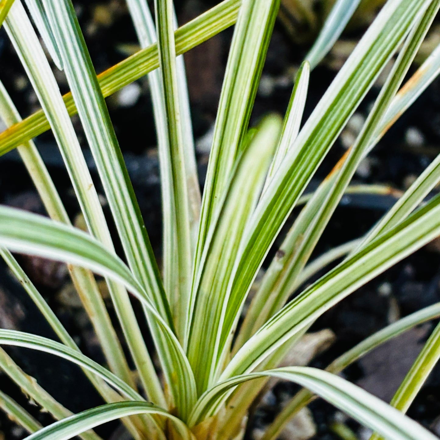 *RETAIL - Ophiopogon japonicus 'Silver Comet'