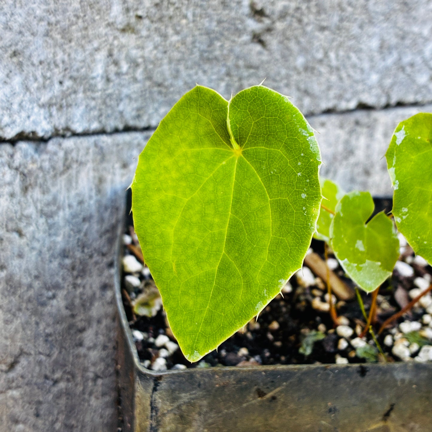 *RETAIL - Epimedium pinnatum ssp. colchium