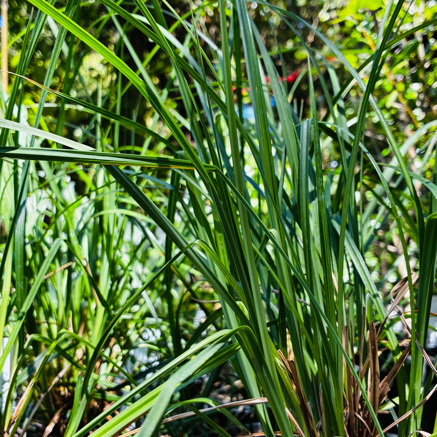*RETAIL - Carex barbarae