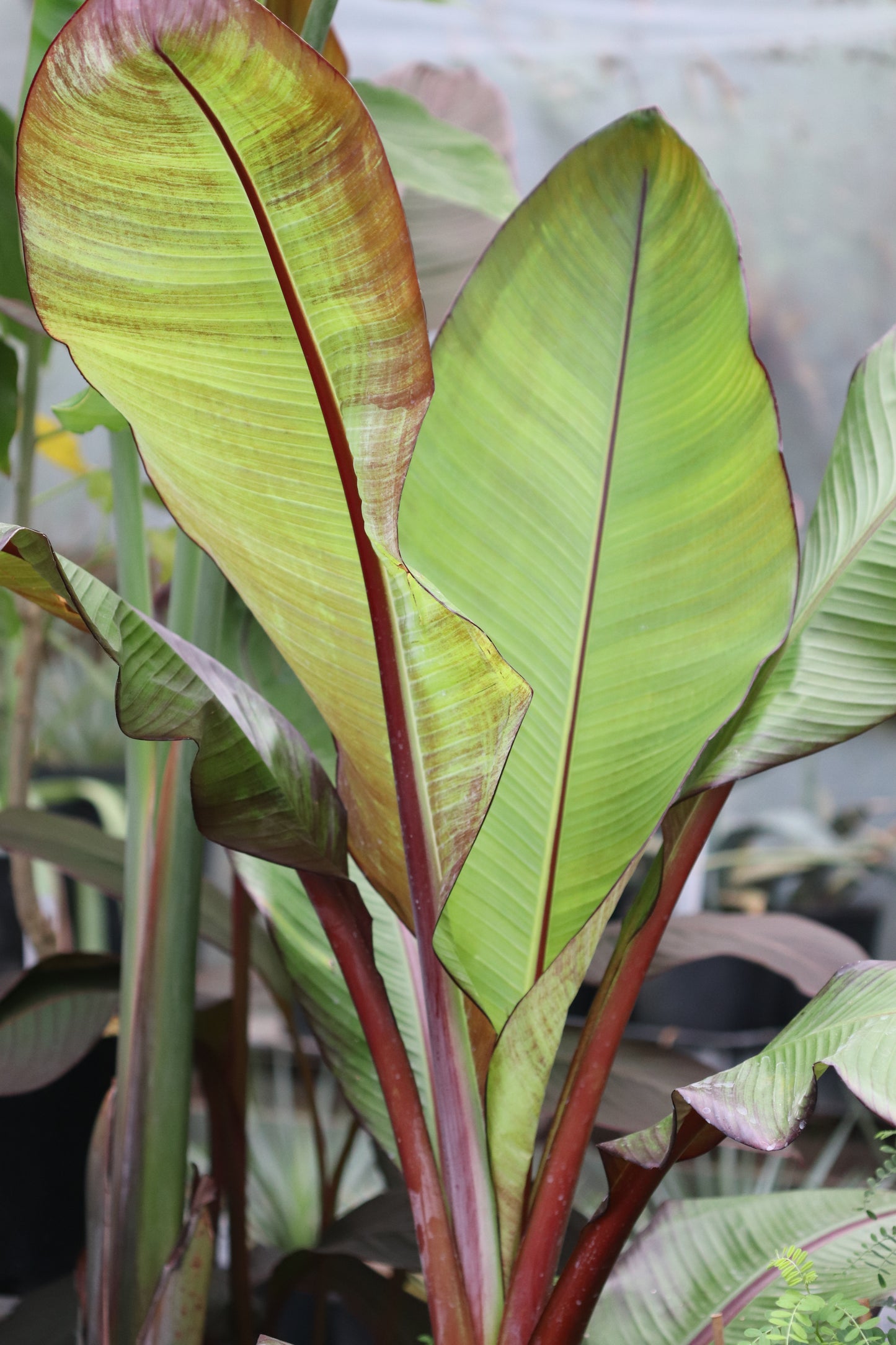 *RETAIL - Ensete ventricosum 'Maurelii'