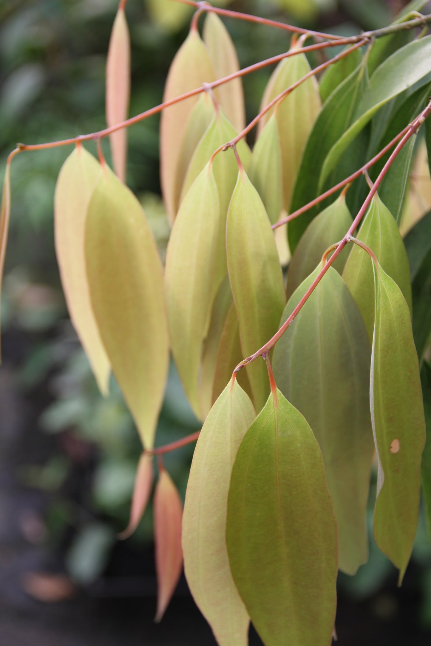 *RETAIL - Cinnamomum checkiangense