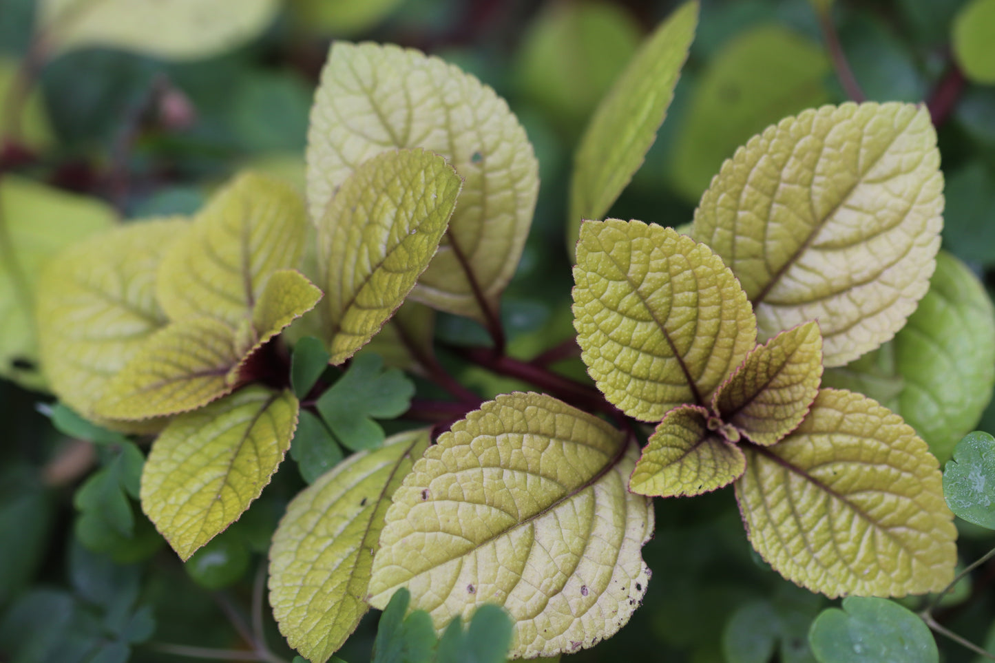 Plectranthus ciliatus 'Aureus'