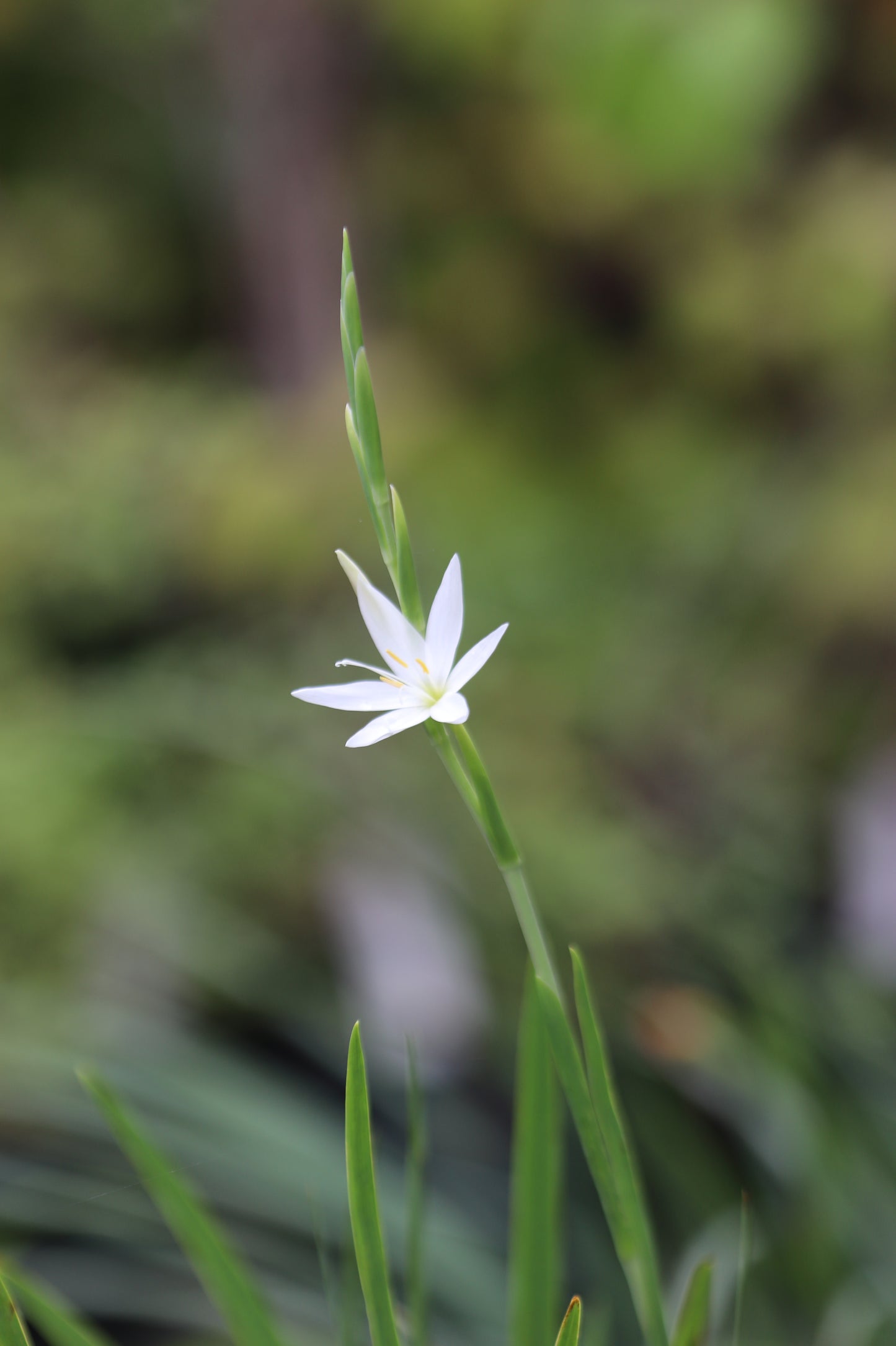 *RETAIL - Schizostylis coccinea f. alba