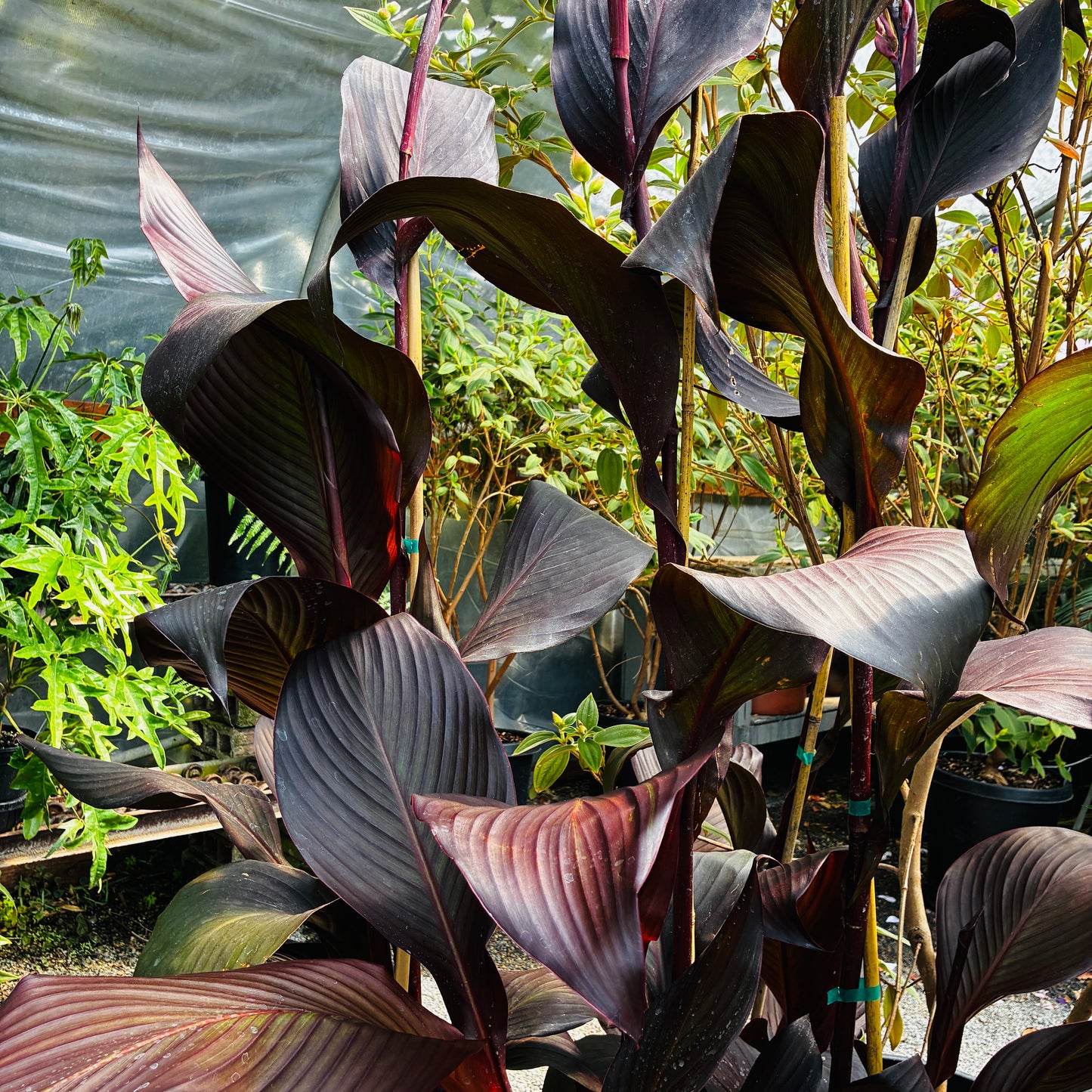 *RETAIL - Canna 'Wyoming'