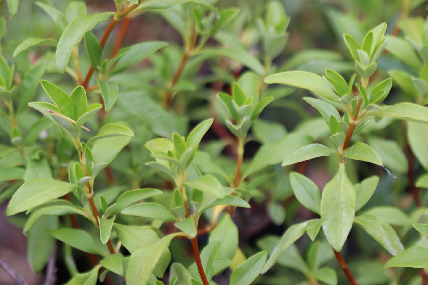 *RETAIL - Cistus ladanifer 'Bennett's White'