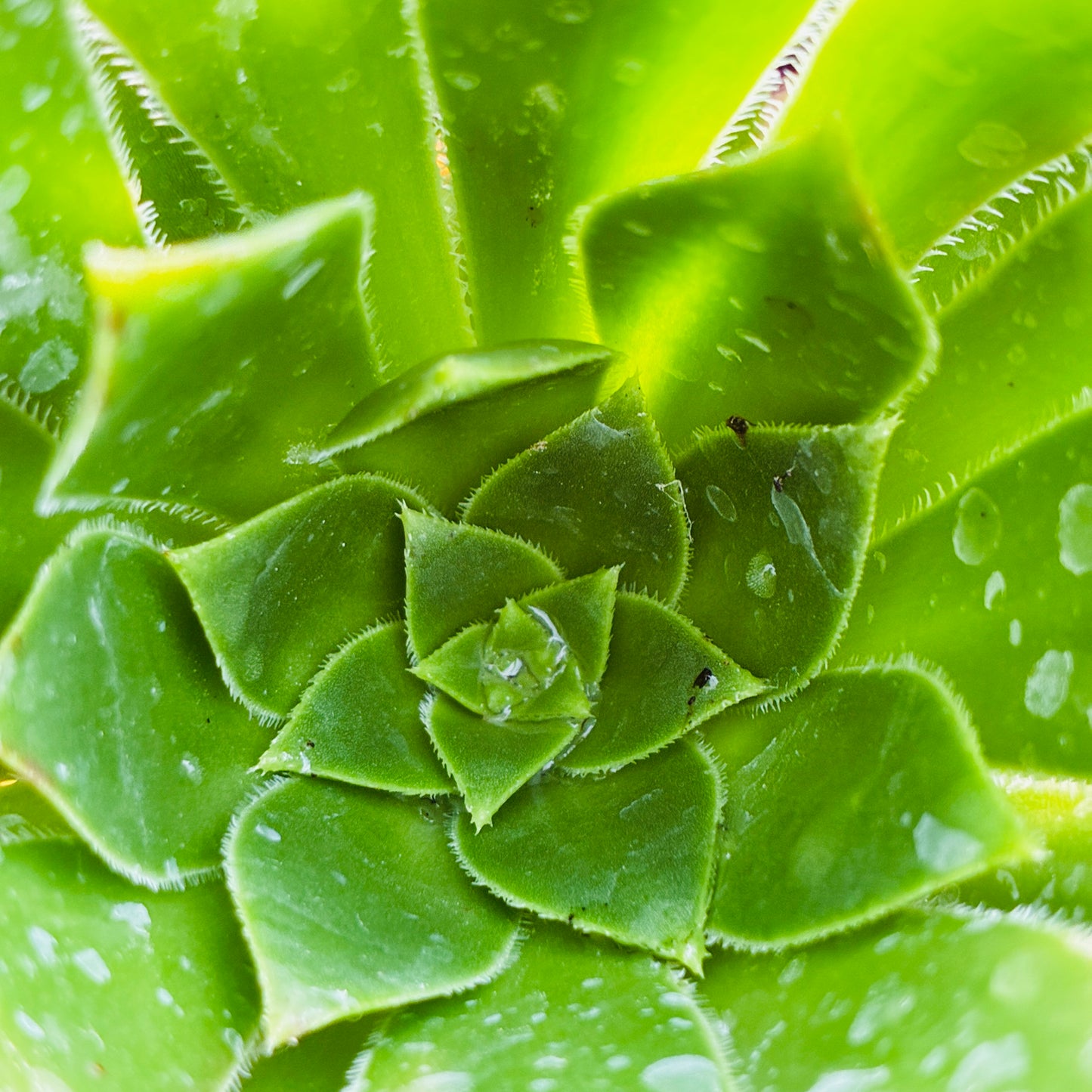 *RETAIL - Aeonium 'Cornish Tribute'
