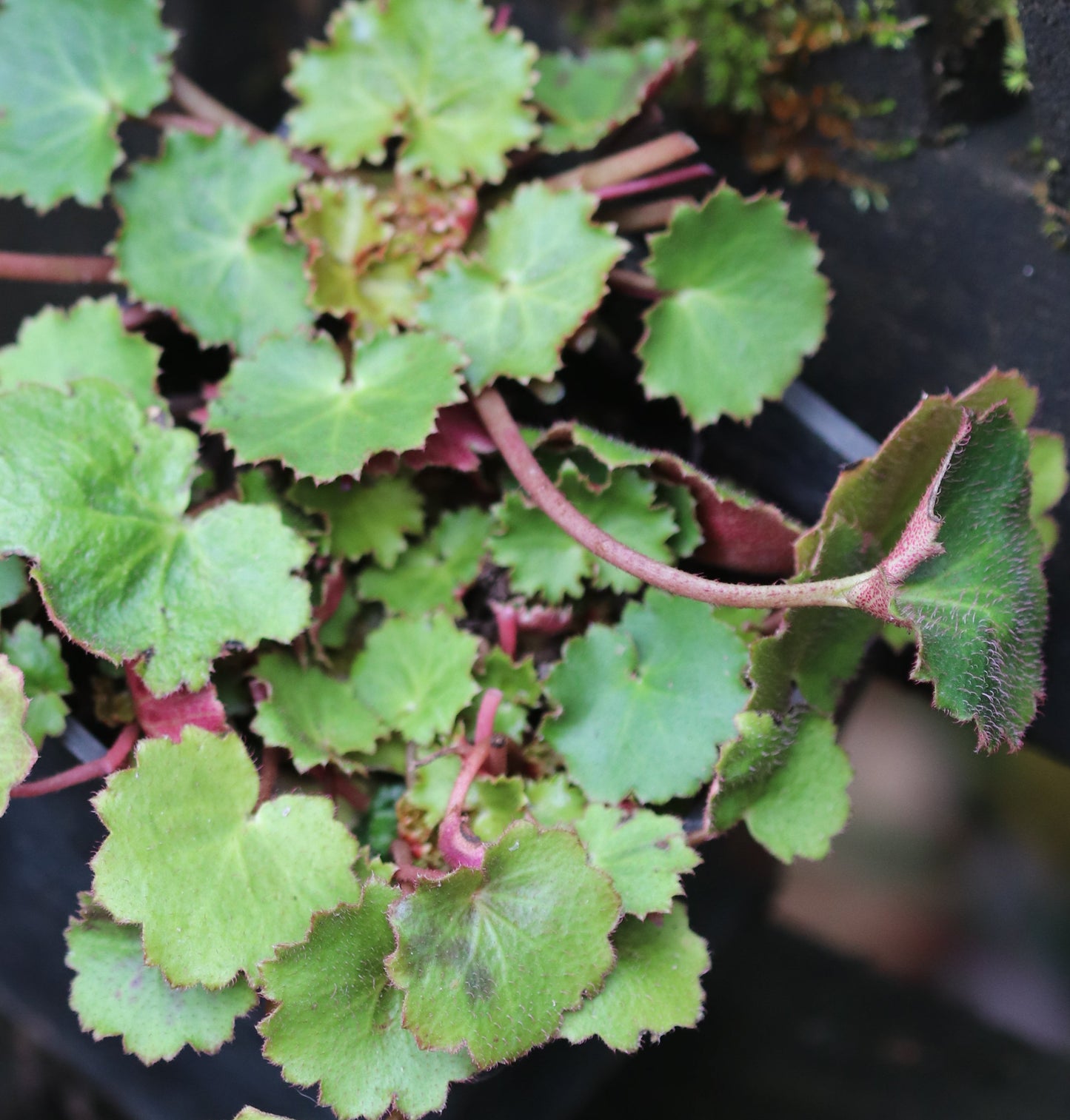 *RETAIL - Saxifraga stolonifera 'Harvest Moon'