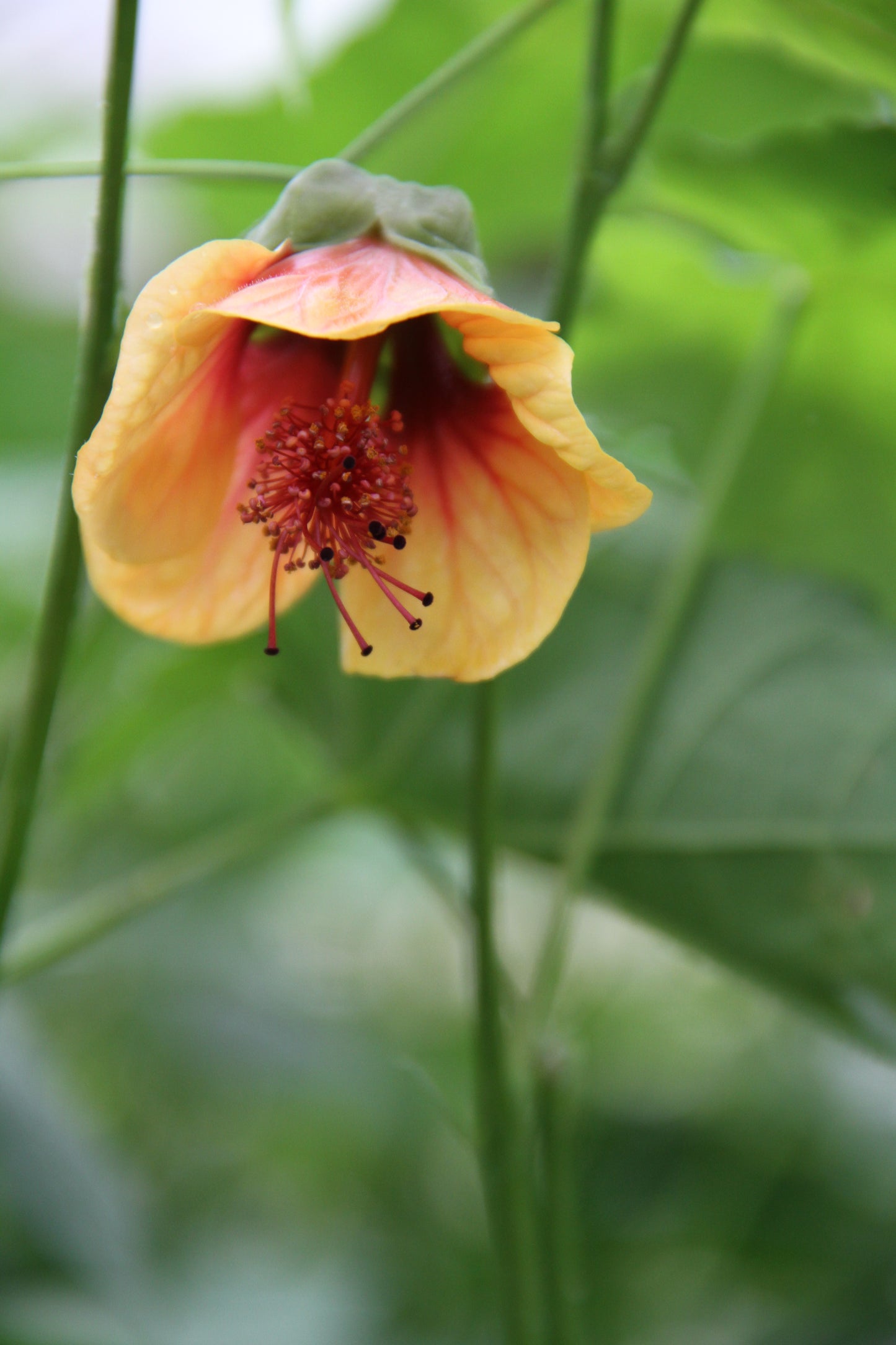 *RETAIL - Abutilon x 'Little Shrimp'