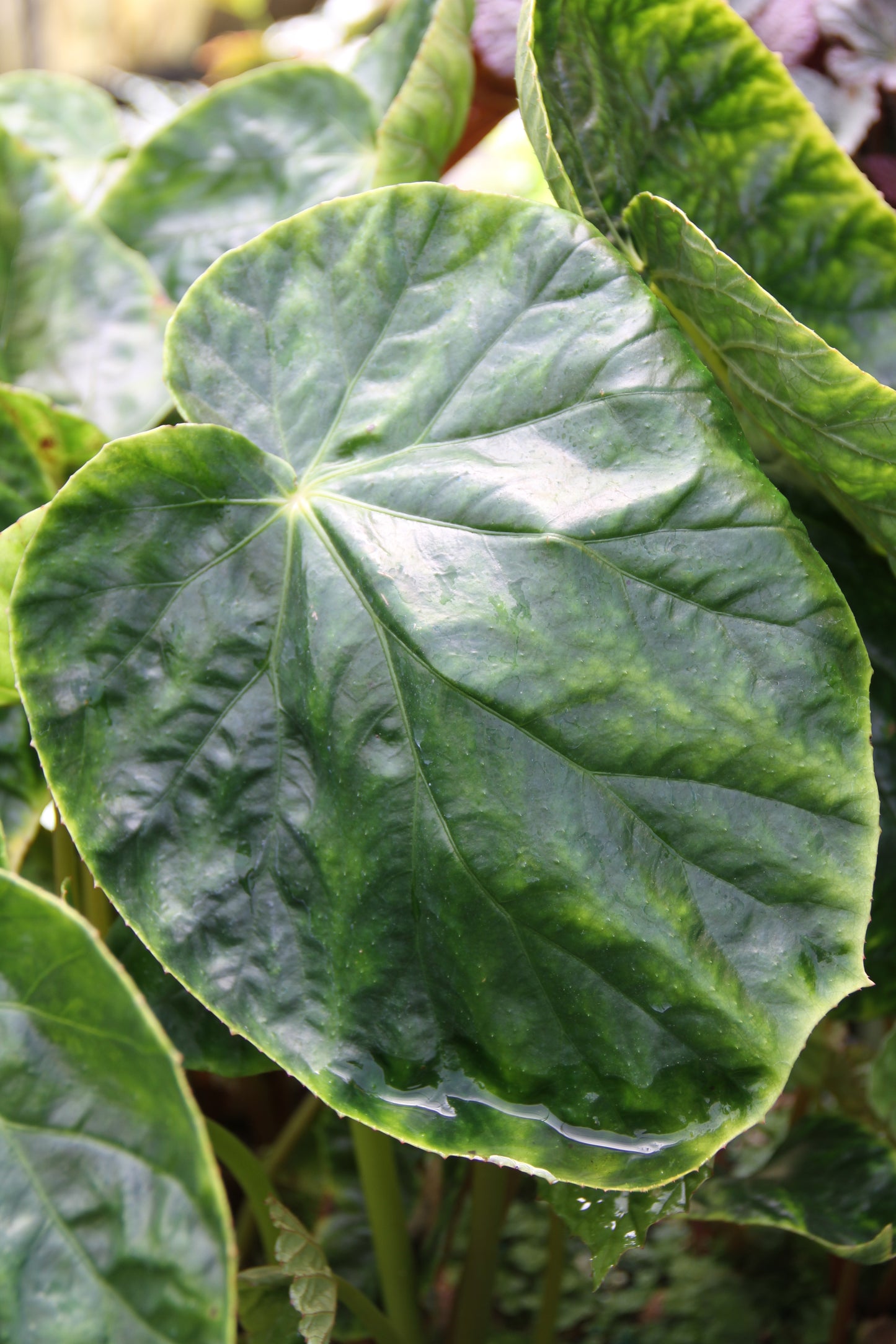 *RETAIL - Begonia chitoensis