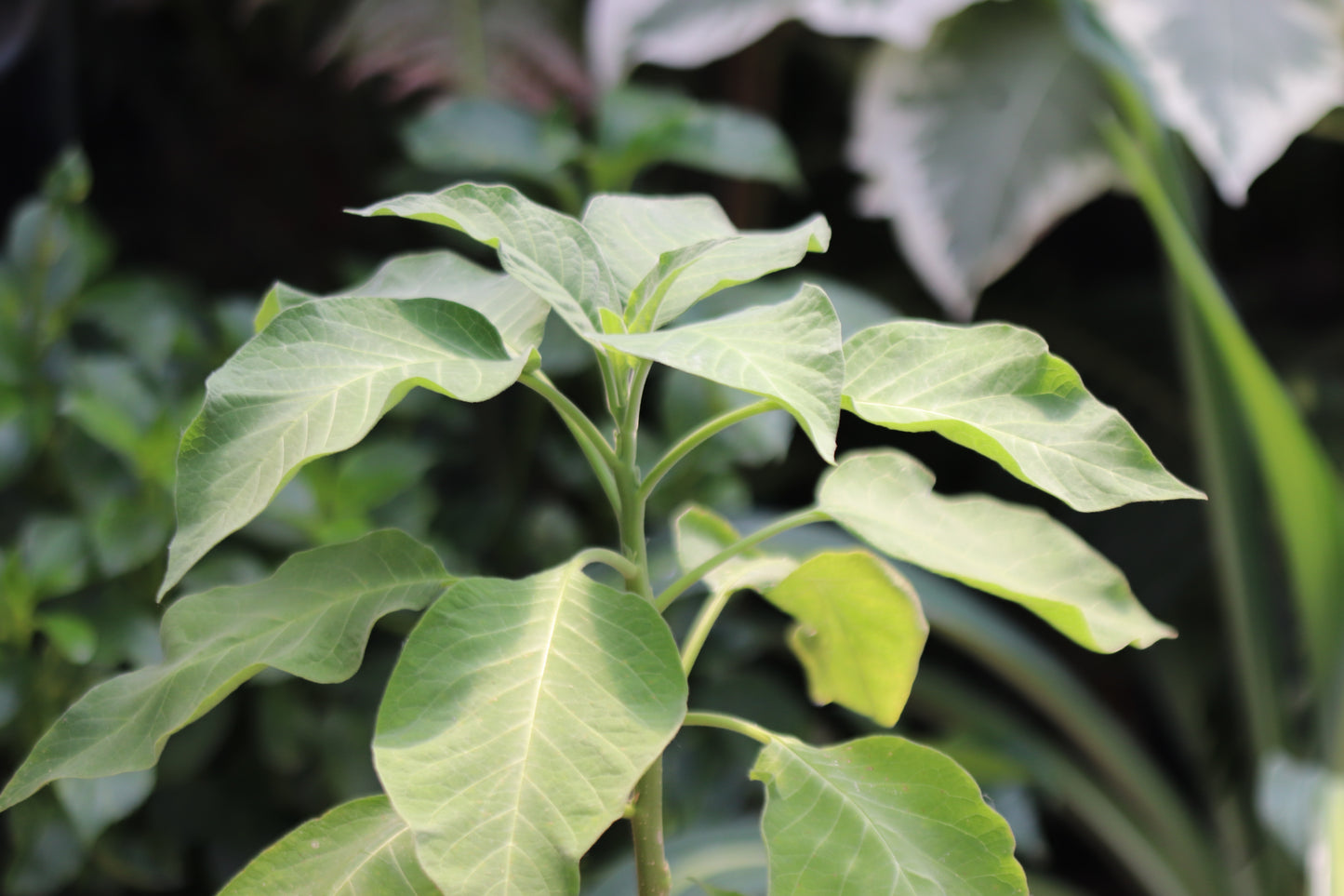 *RETAIL - Brugmansia versicolor