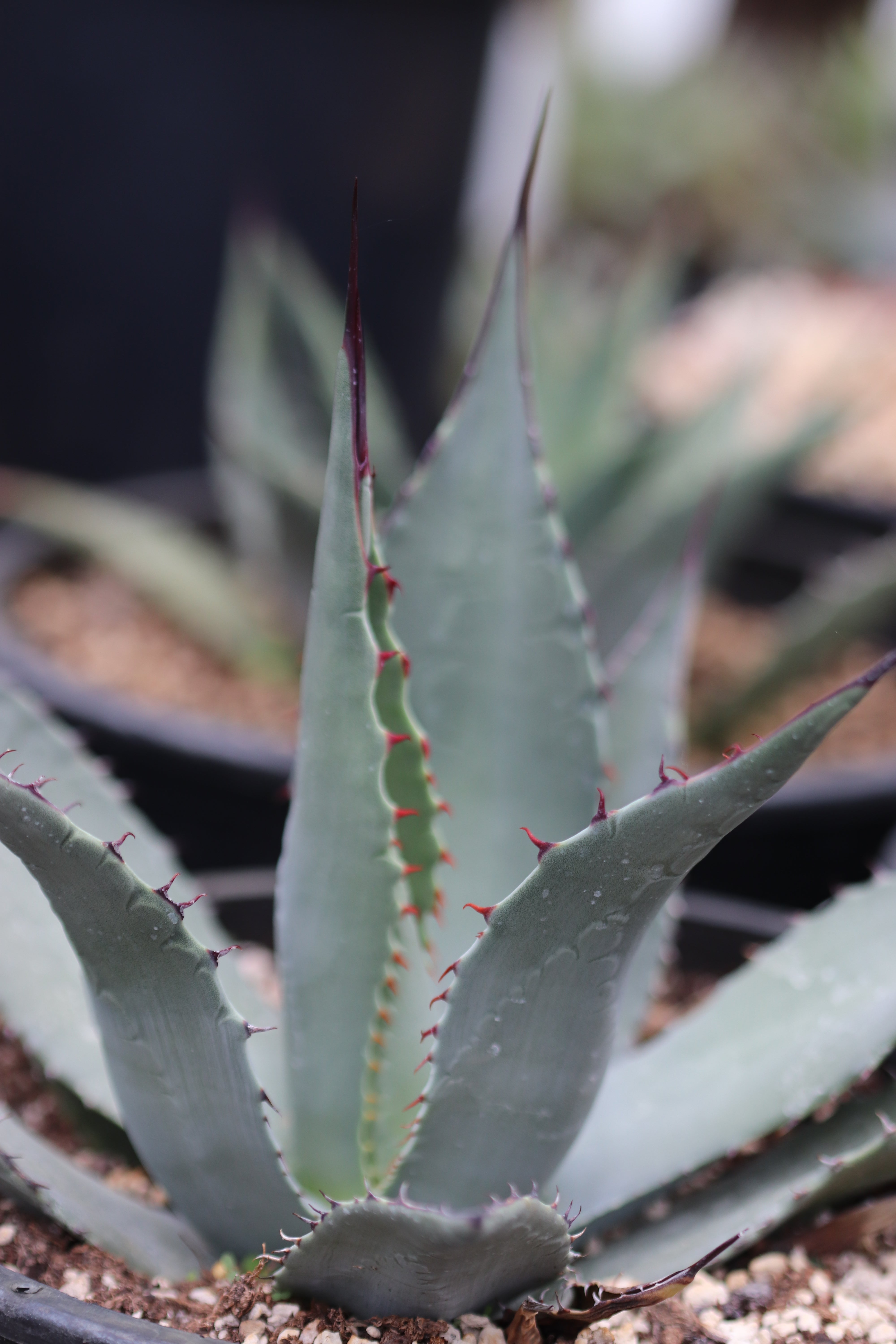 RETAIL - Agave neomexicana  Cistus Nursery