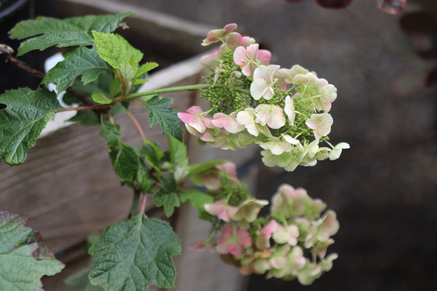 *RETAIL - Hydrangea quercifolia 'Ruby Slippers'
