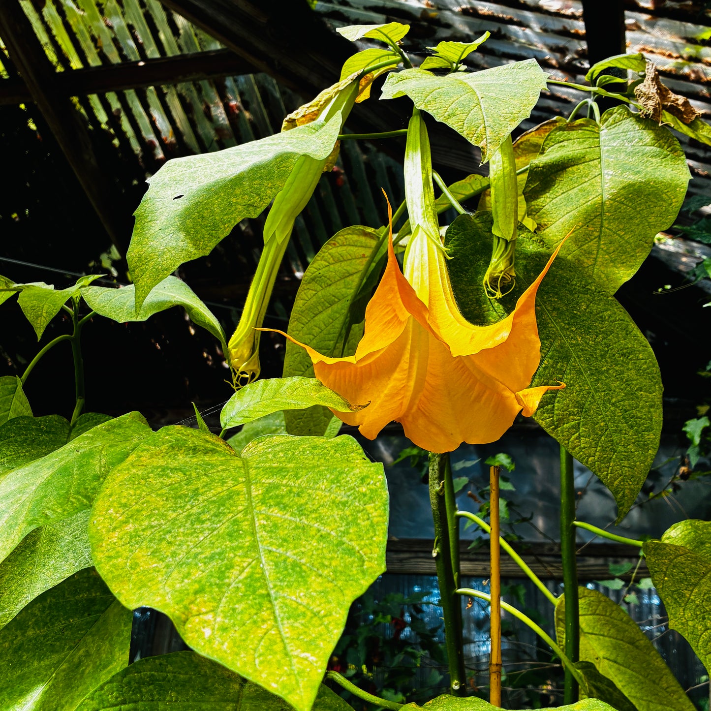 *RETAIL - Brugmansia 'Jamaican Yellow'