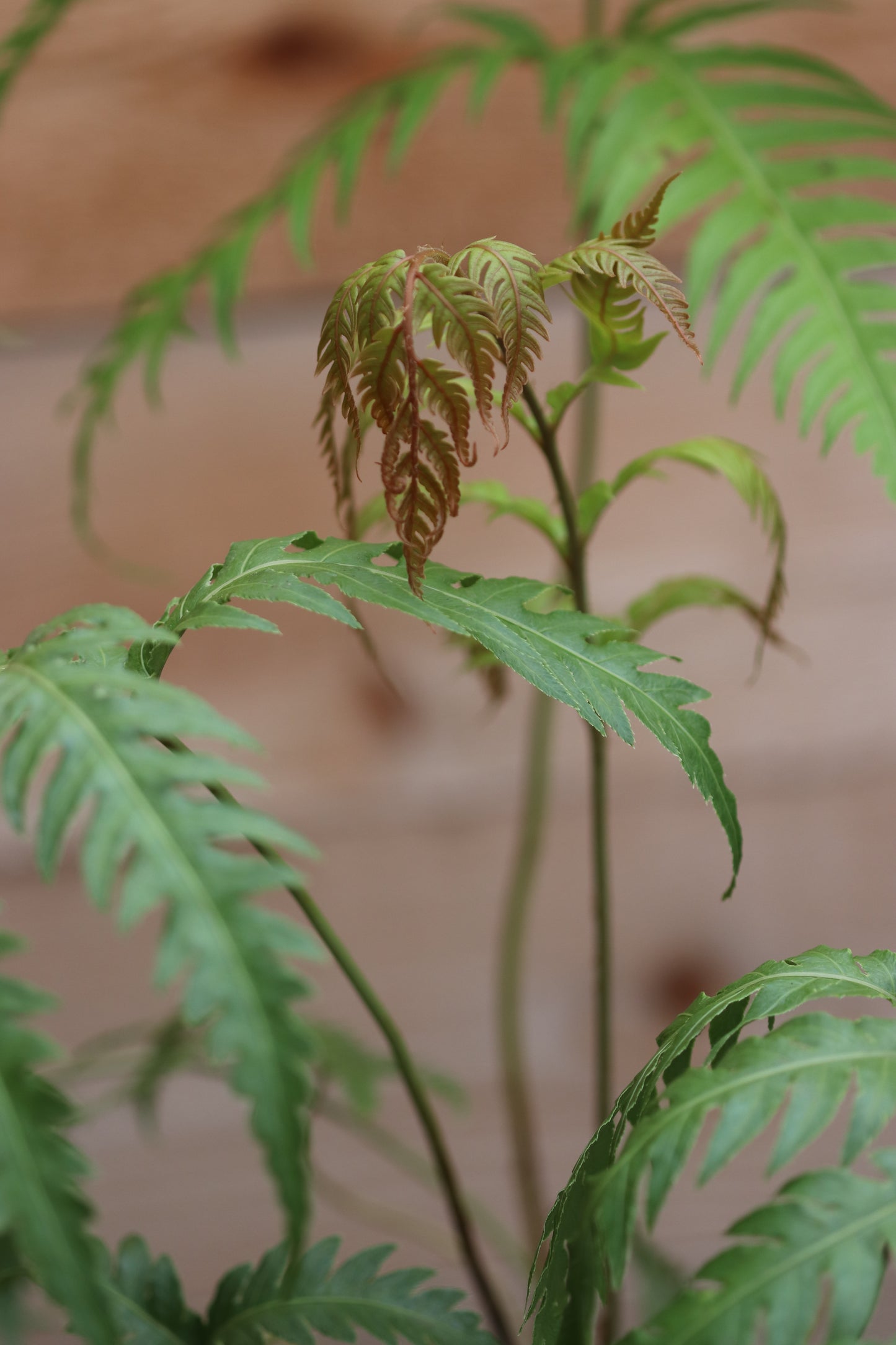 Woodwardia unigemmata