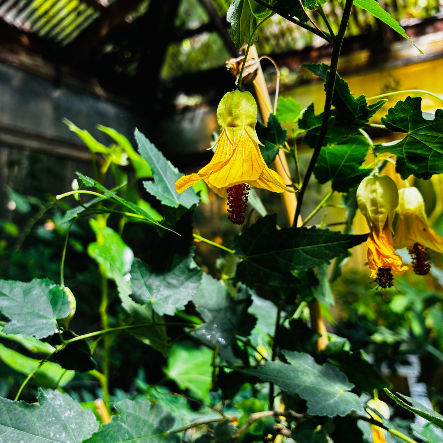 *RETAIL - Abutilon x 'Victory'