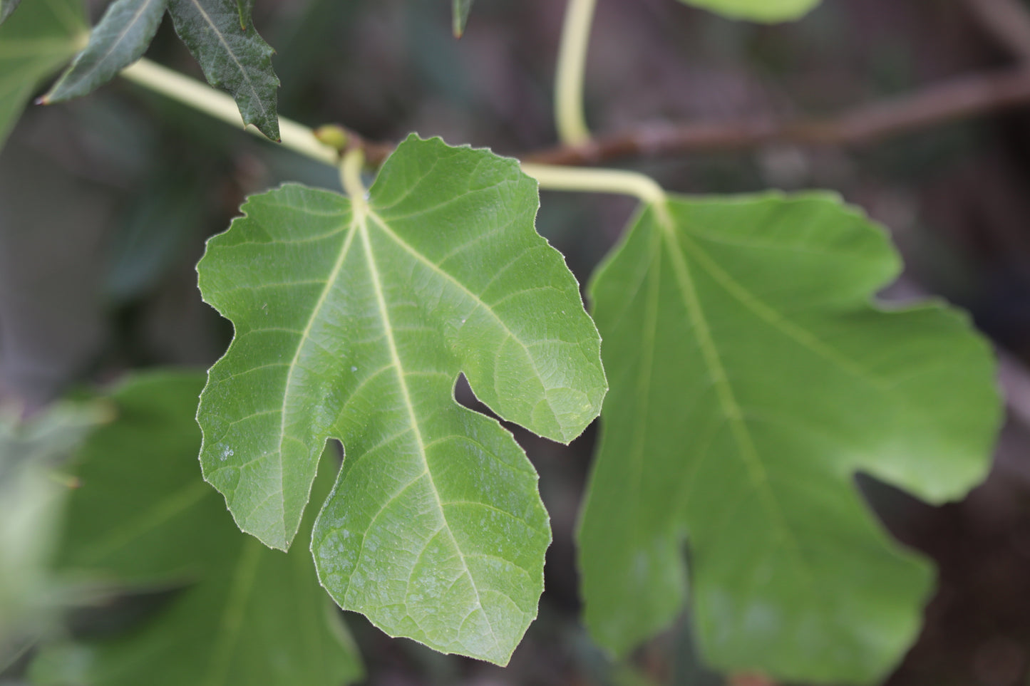 *RETAIL - Ficus carica 'Olympian'