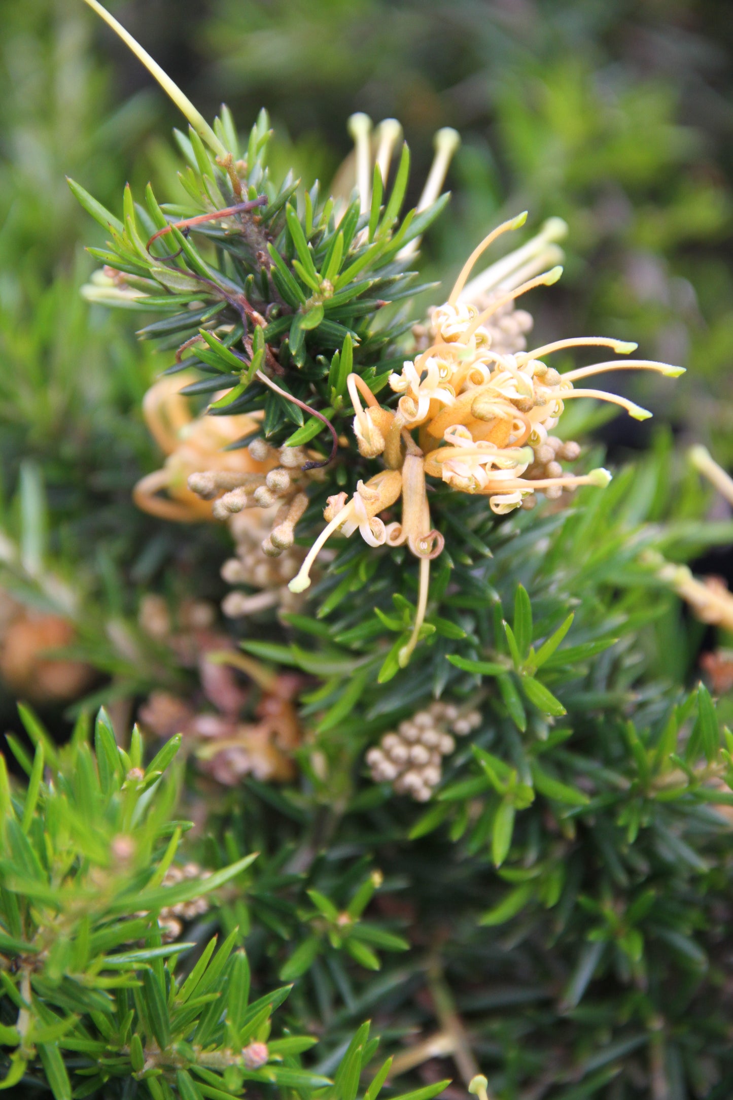 *RETAIL - Grevillea juniperina 'Molonglo'