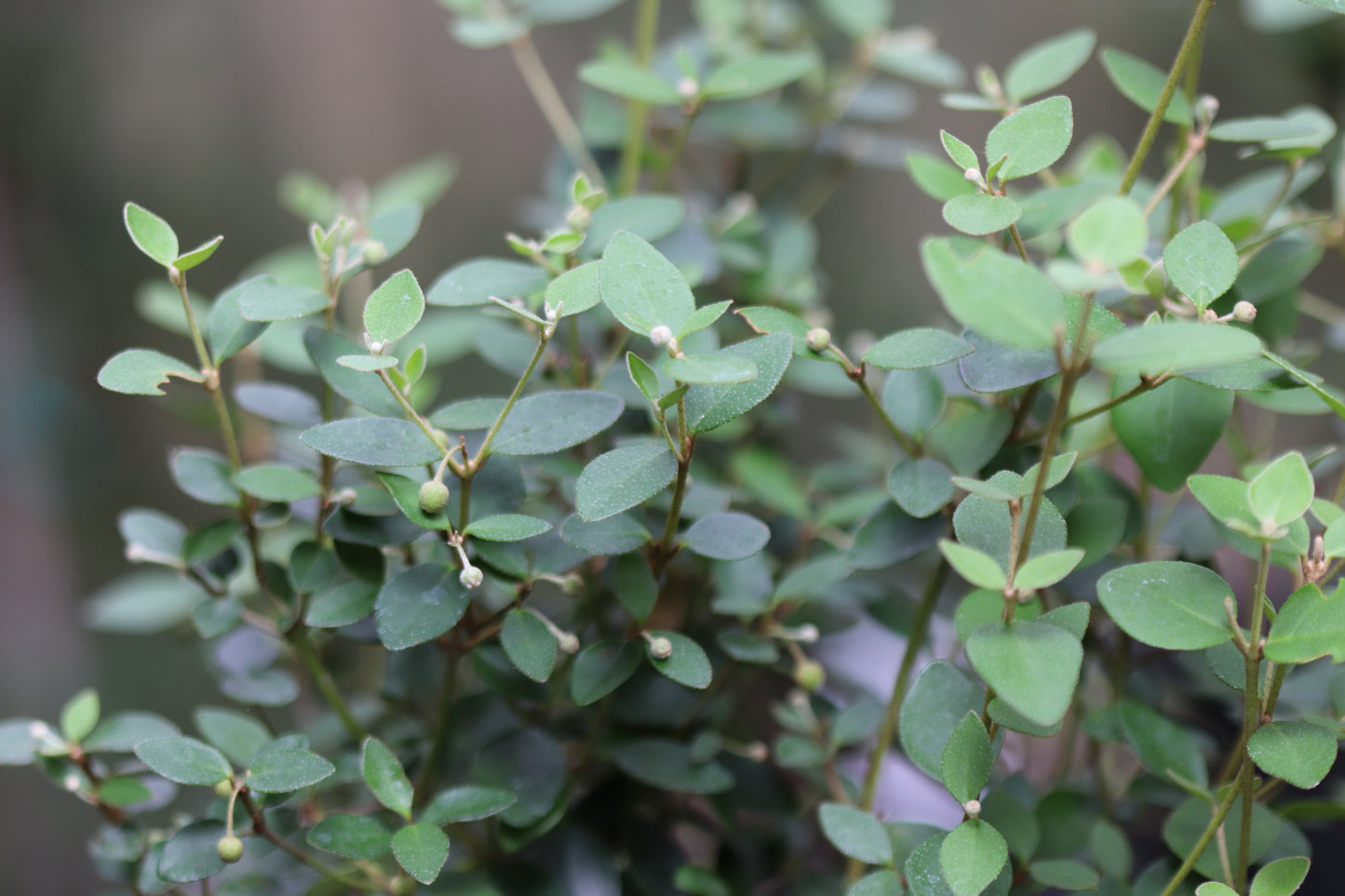 *RETAIL - Correa pulchella 'Pink Eyre'