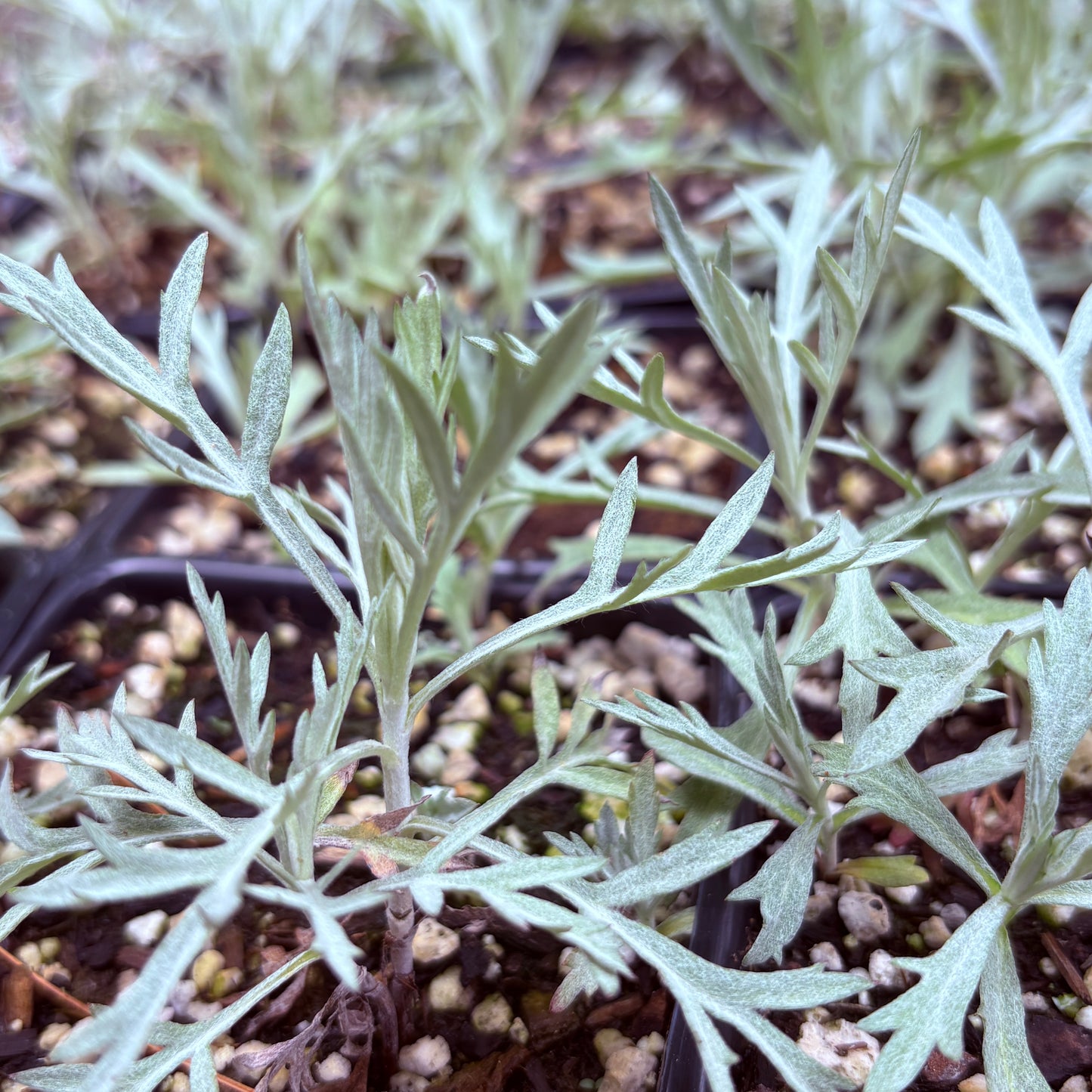 *RETAIL - Artemisia ludoviciana 'Silver King'
