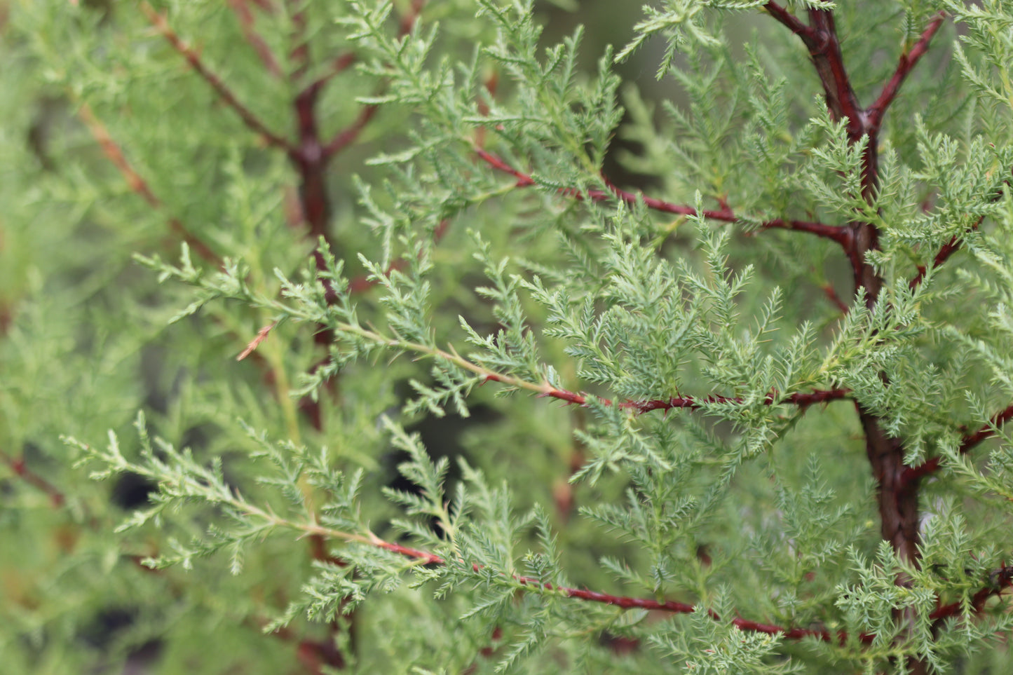 *RETAIL - Cupressus macrocarpa