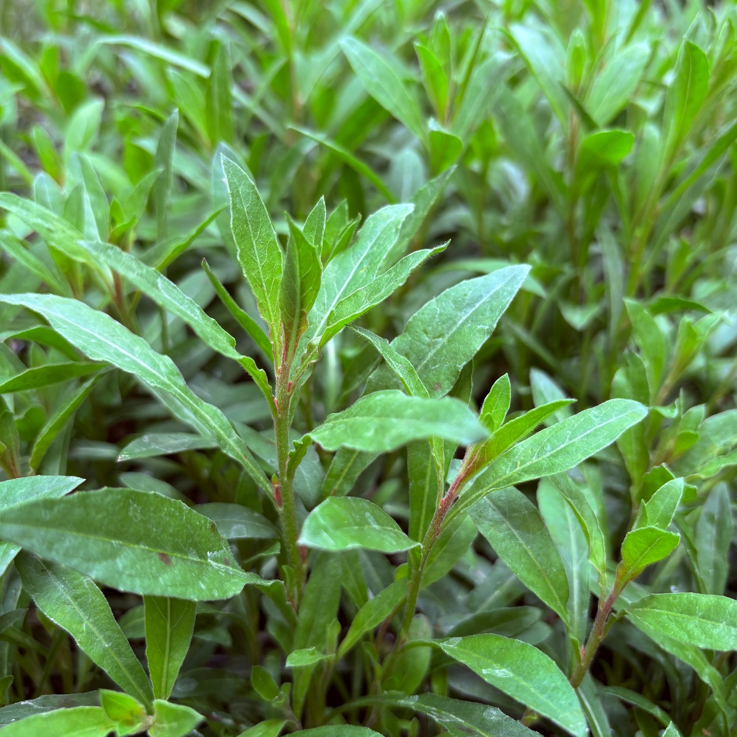 *RETAIL - Gaura lindheimeri 'Siskiyou Pink'