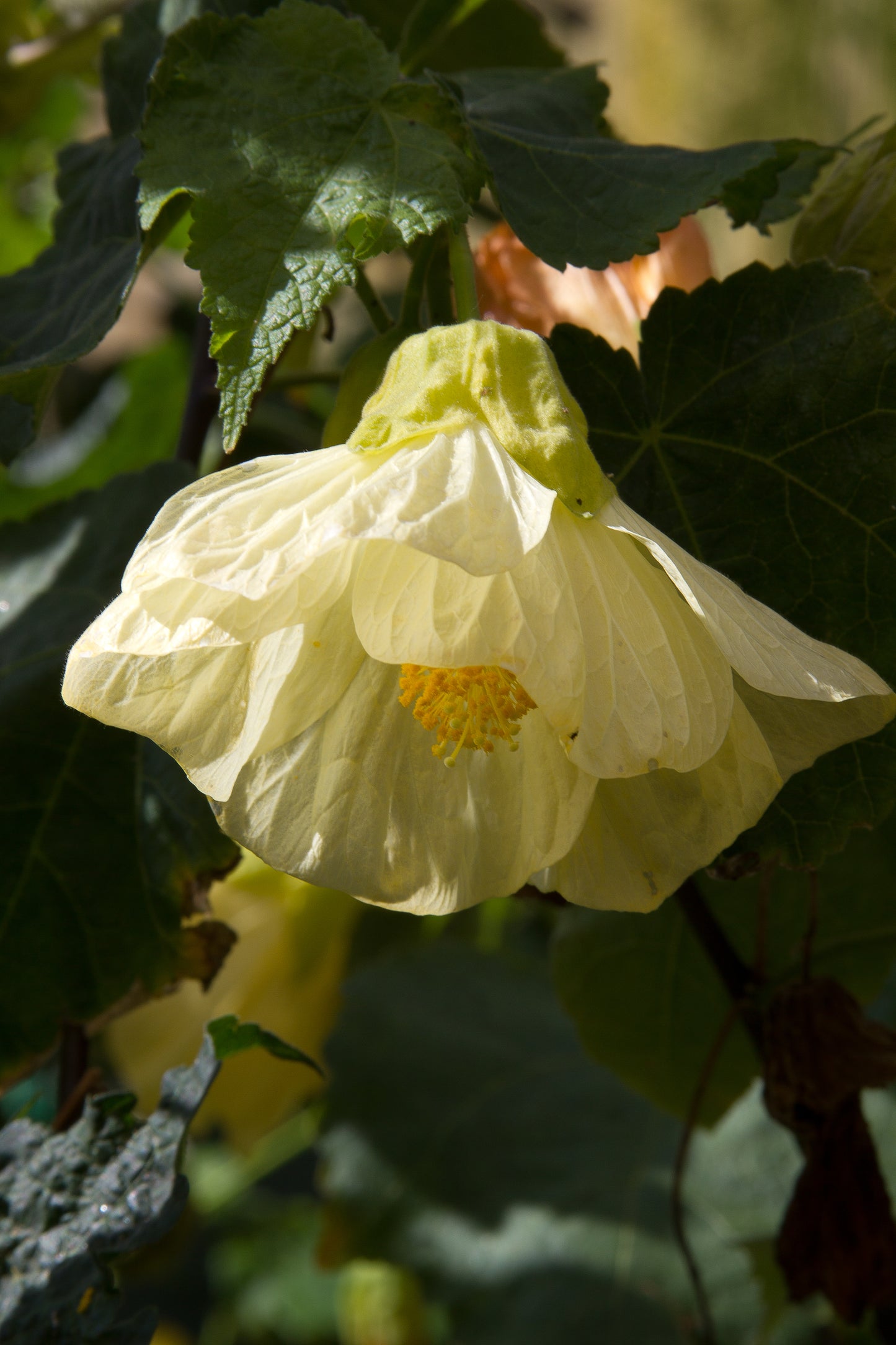 *RETAIL - Abutilon 'Chiffon'