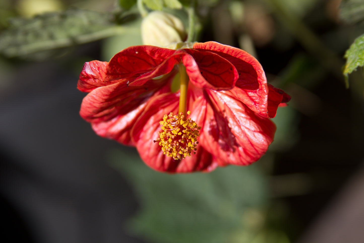 *RETAIL - Abutilon x 'Nabob'