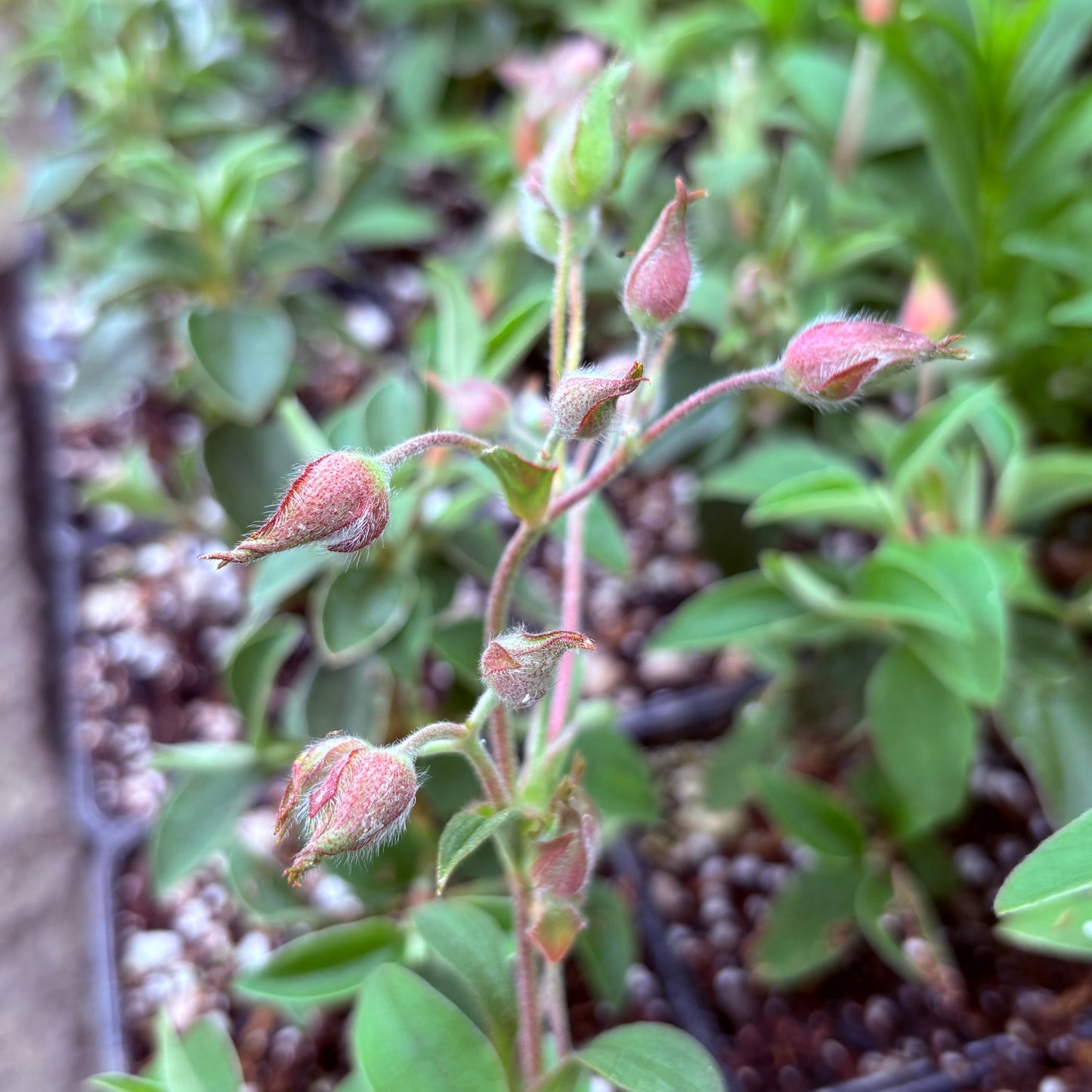 *RETAIL - Cistus x pagei