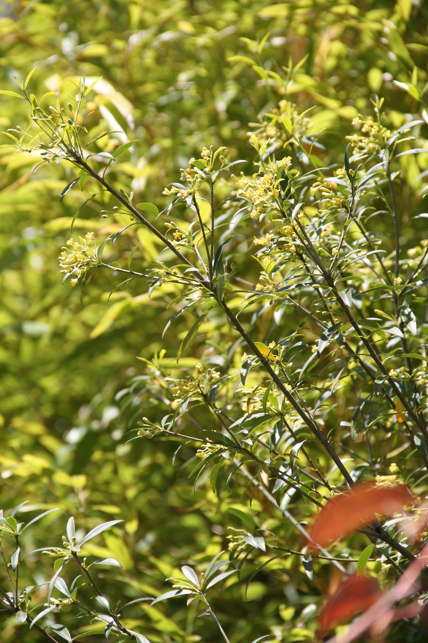 *RETAIL - Pittosporum parvilimbum