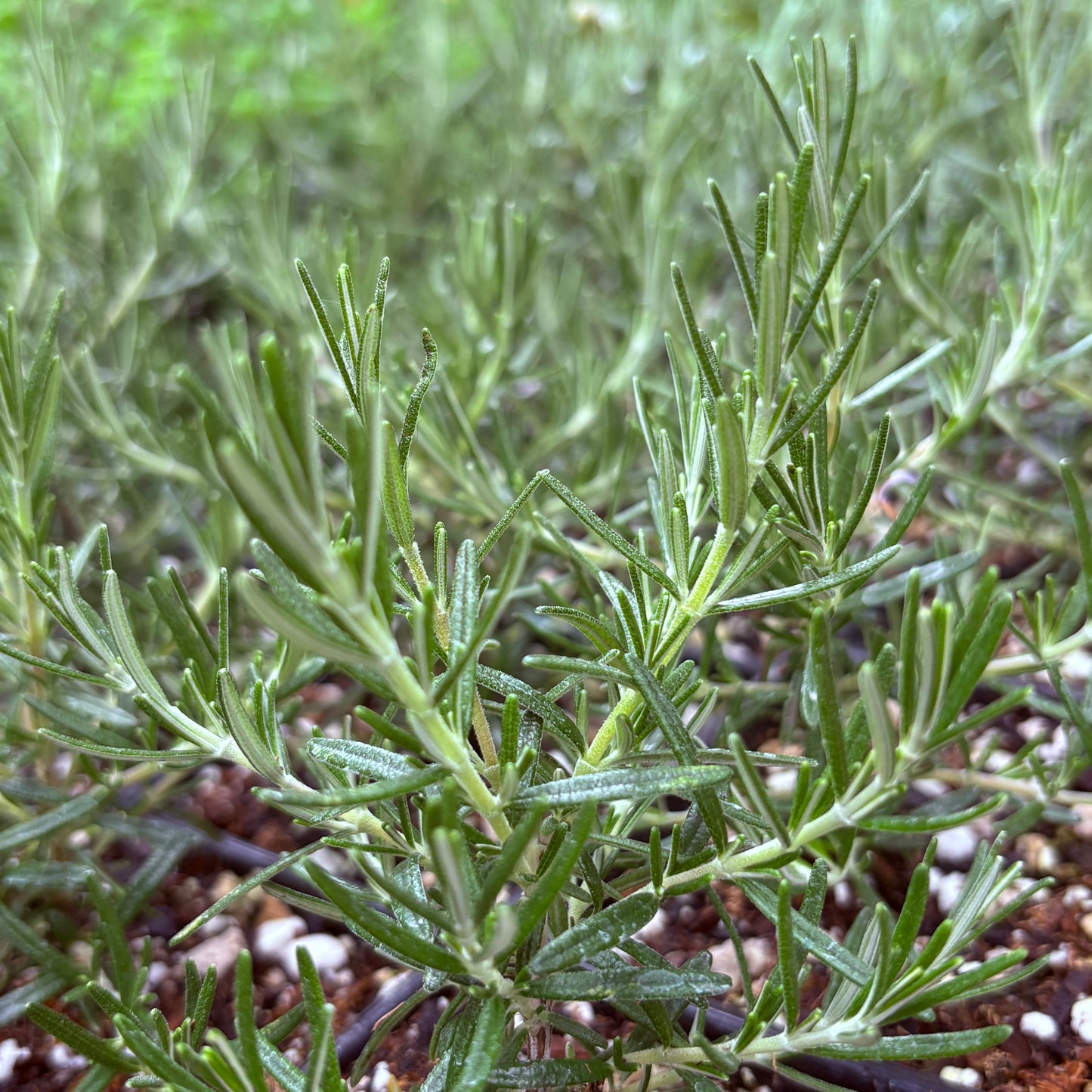 *RETAIL - Rosmarinus x prostratus 'Rampant Boule'