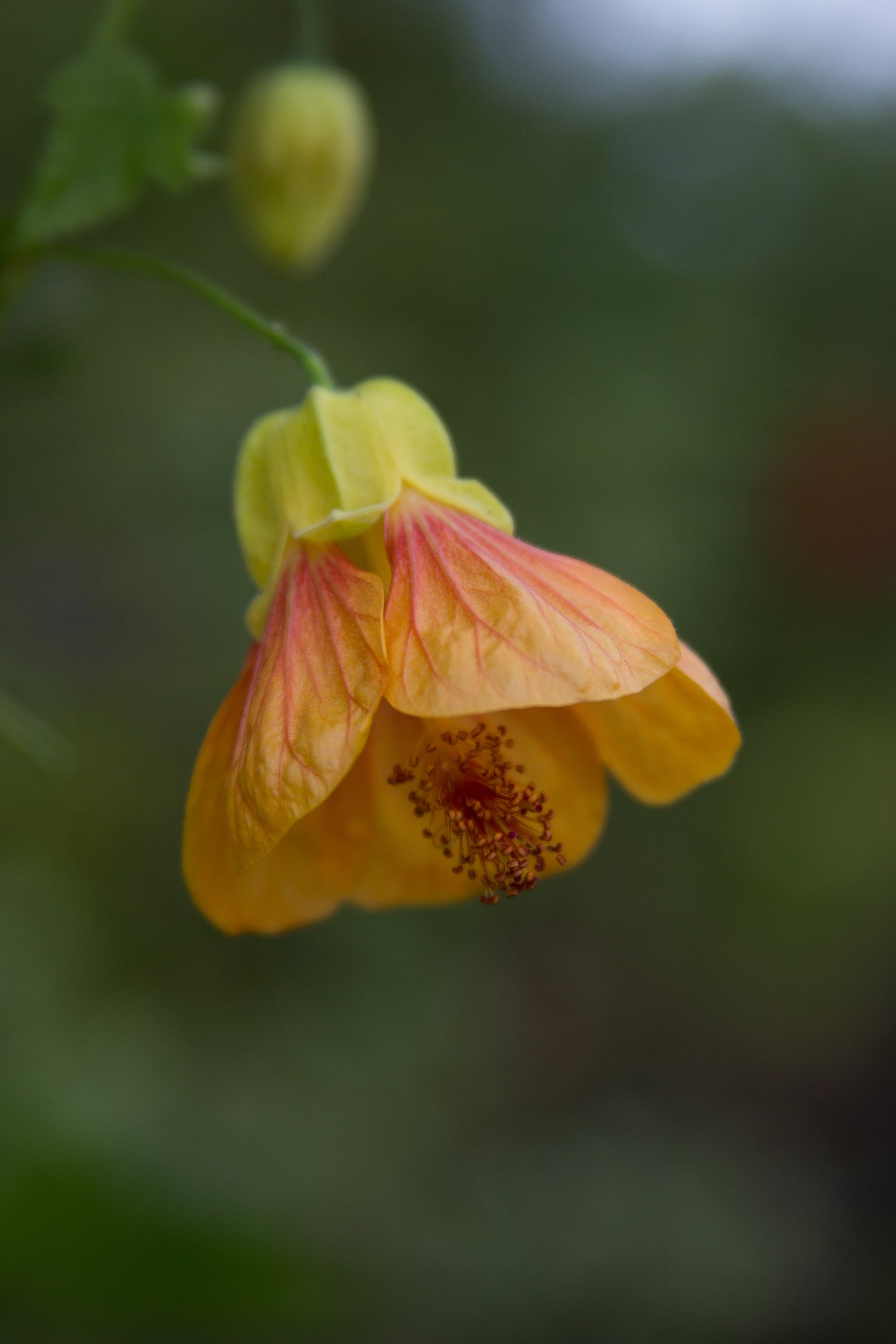 *RETAIL - Abutilon x 'Tiffany Sconce'