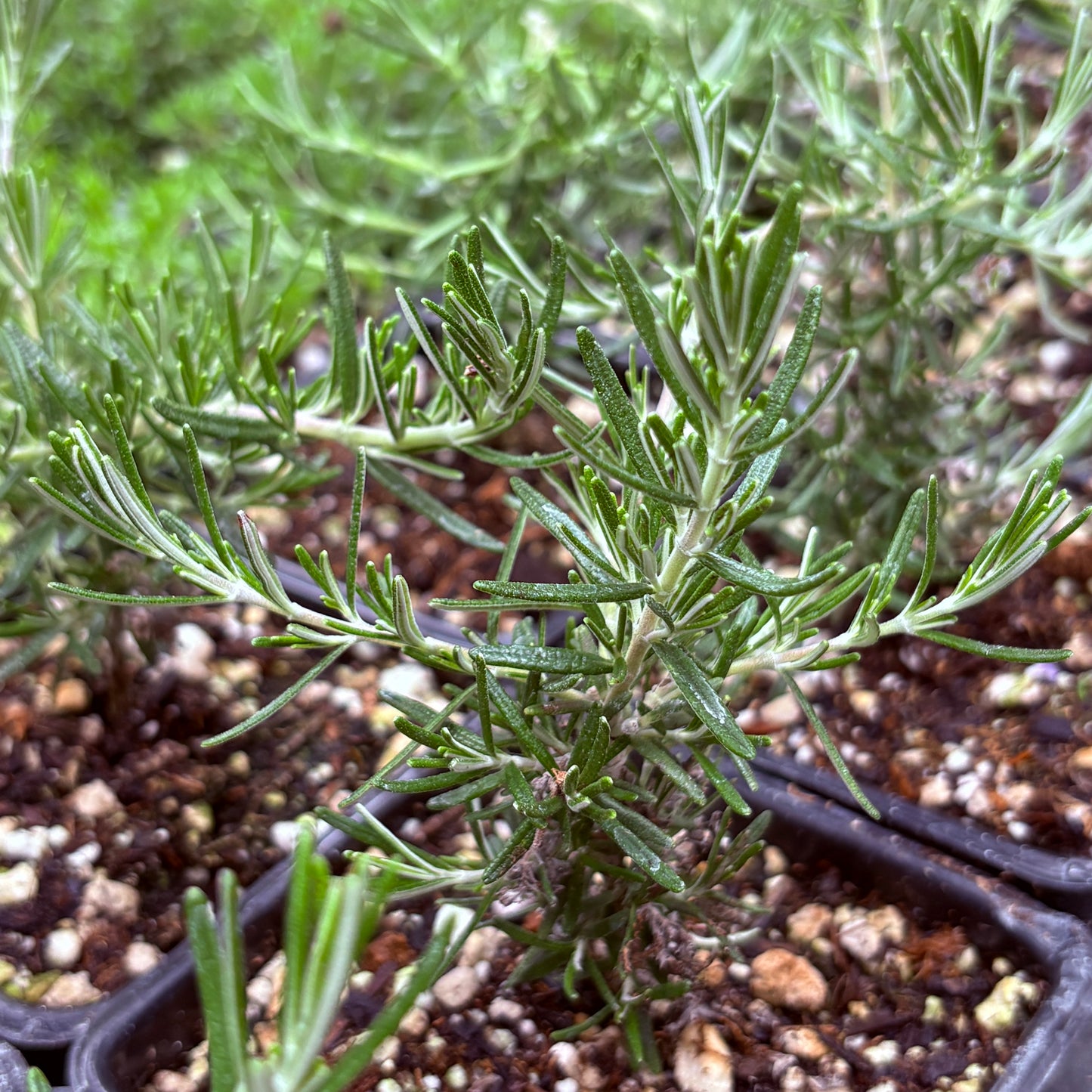 *RETAIL - Rosmarinus officinalis 'Sorcerer's Apprentice'