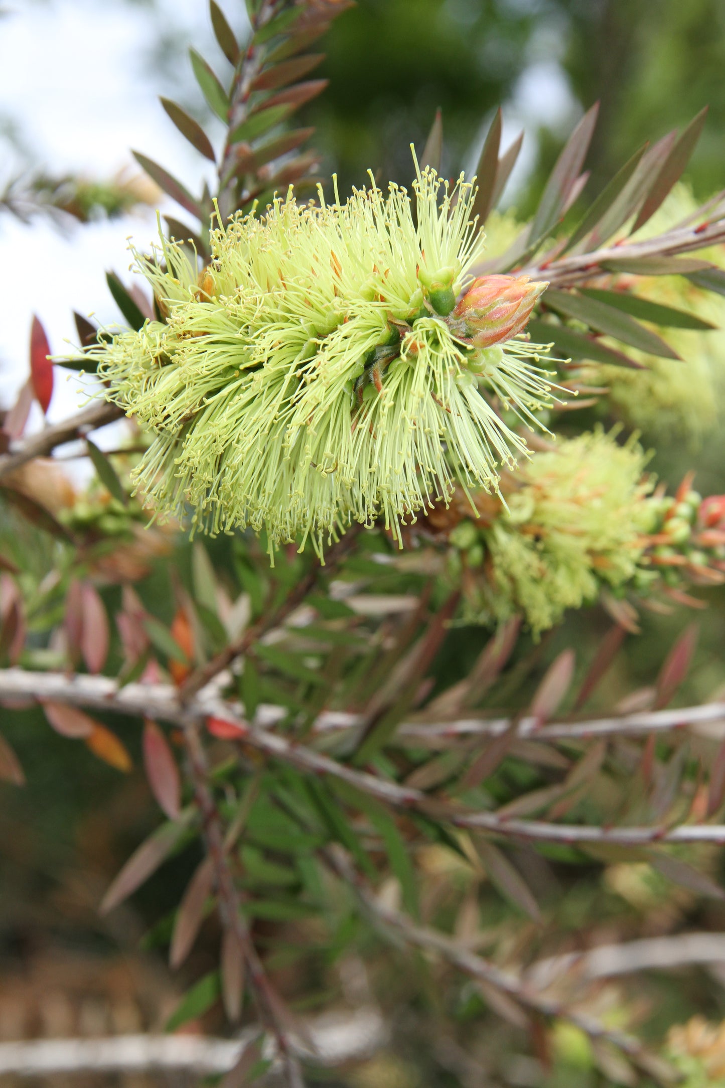 *RETAIL - Callistemon pityoides 'Kosciuszko Princess'
