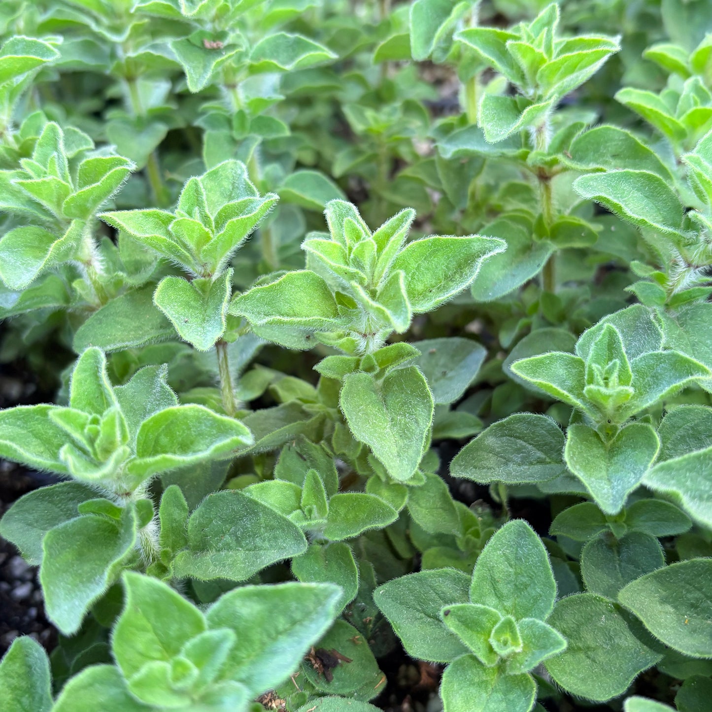 *RETAIL - Origanum vulgare 'Hot & Spicy'