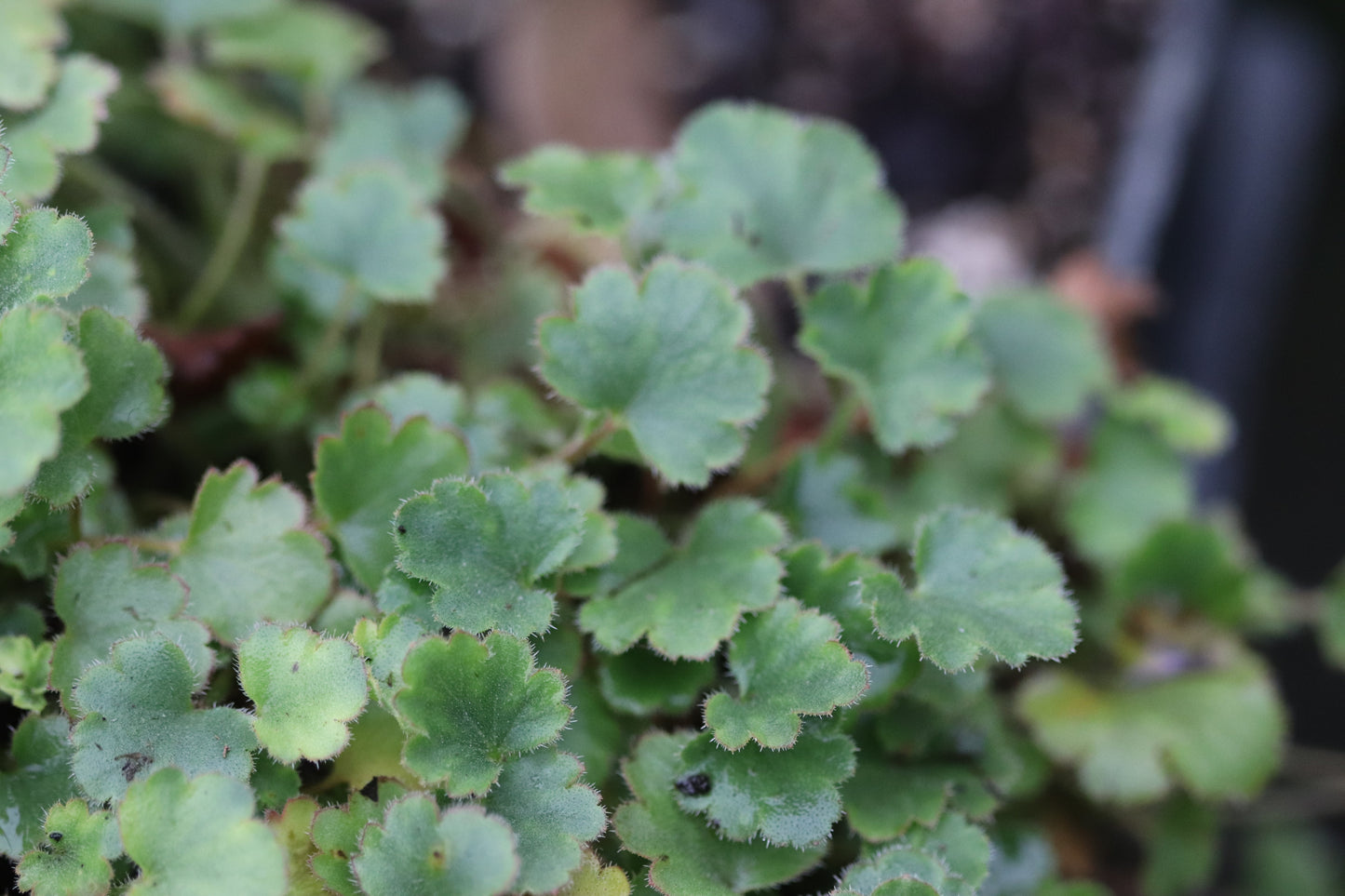 Heuchera 'Pink Wave'