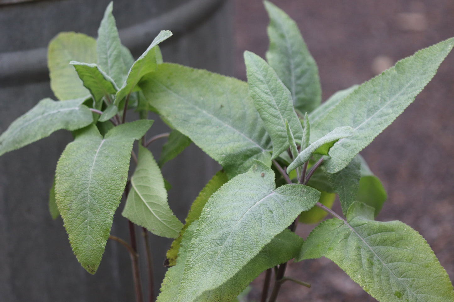 *RETAIL - Lepechinia hastata