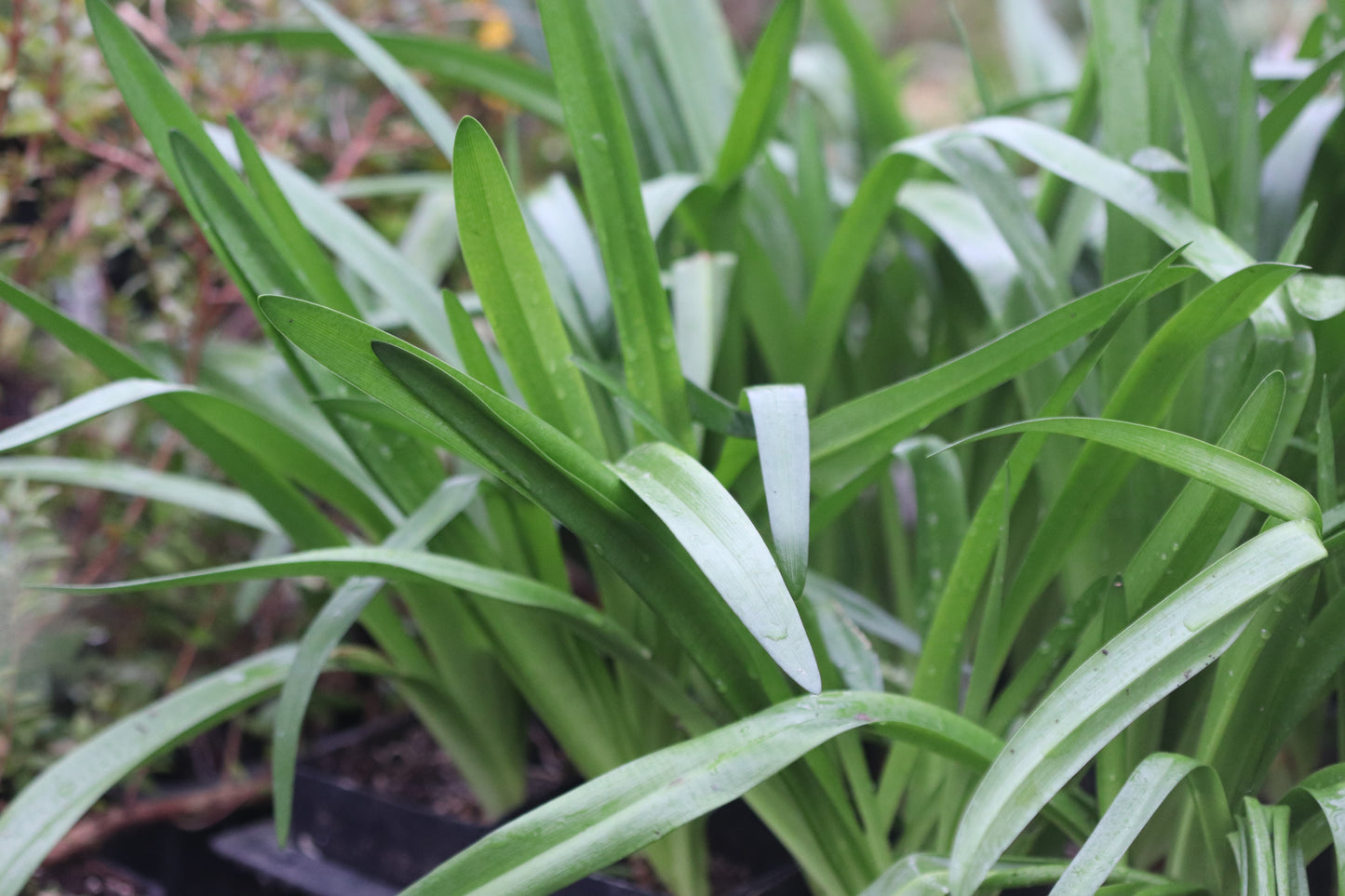 Nerine bowdenii 'Wayne's Rose'