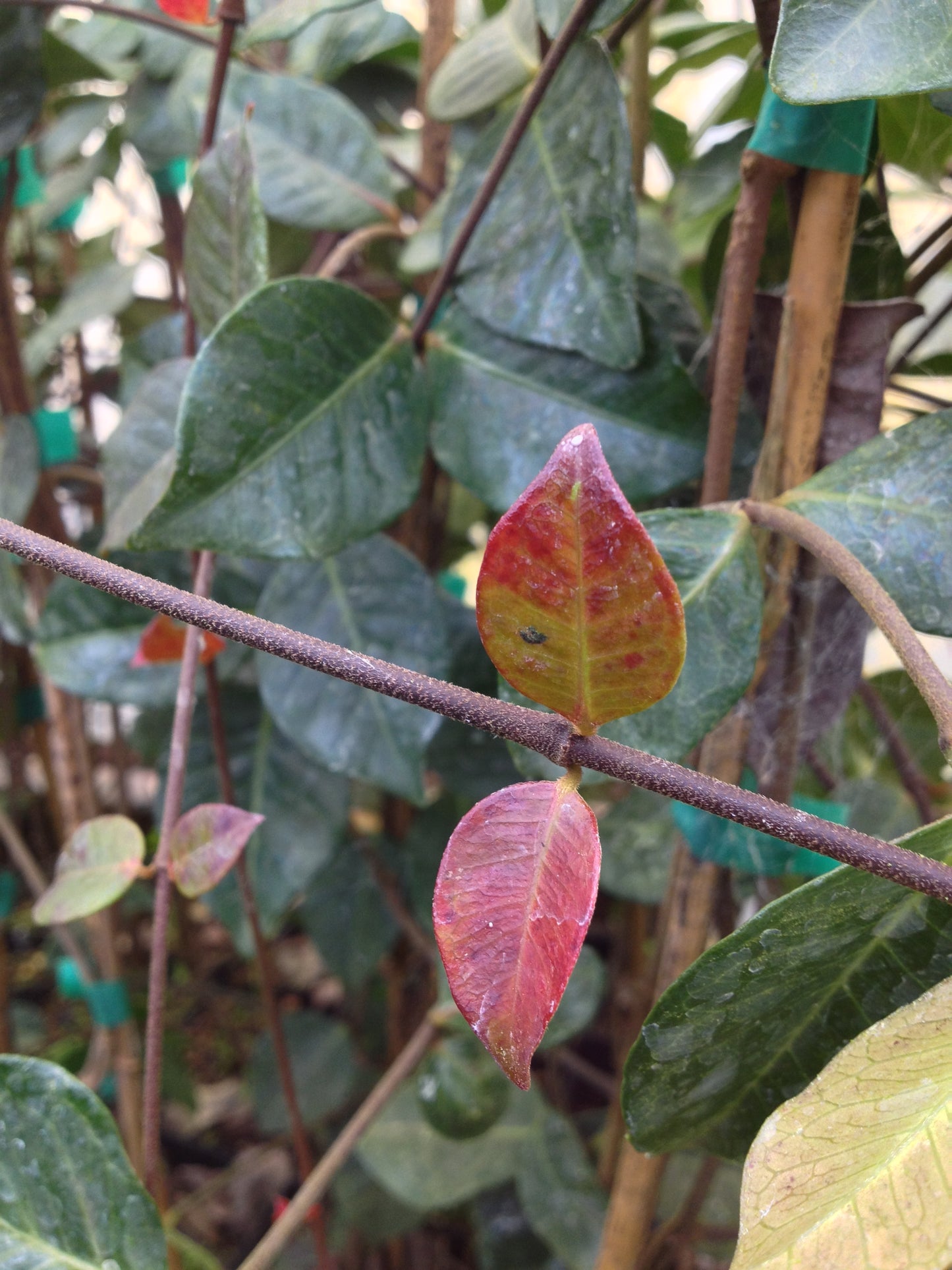 *RETAIL - Trachelospermum 'Cliff Parks'