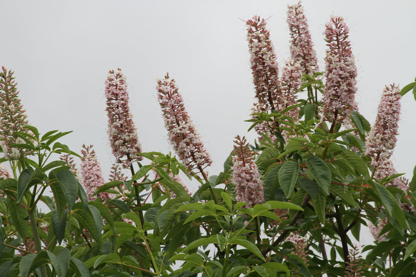 *RETAIL - Aesculus californica - Oregon collection