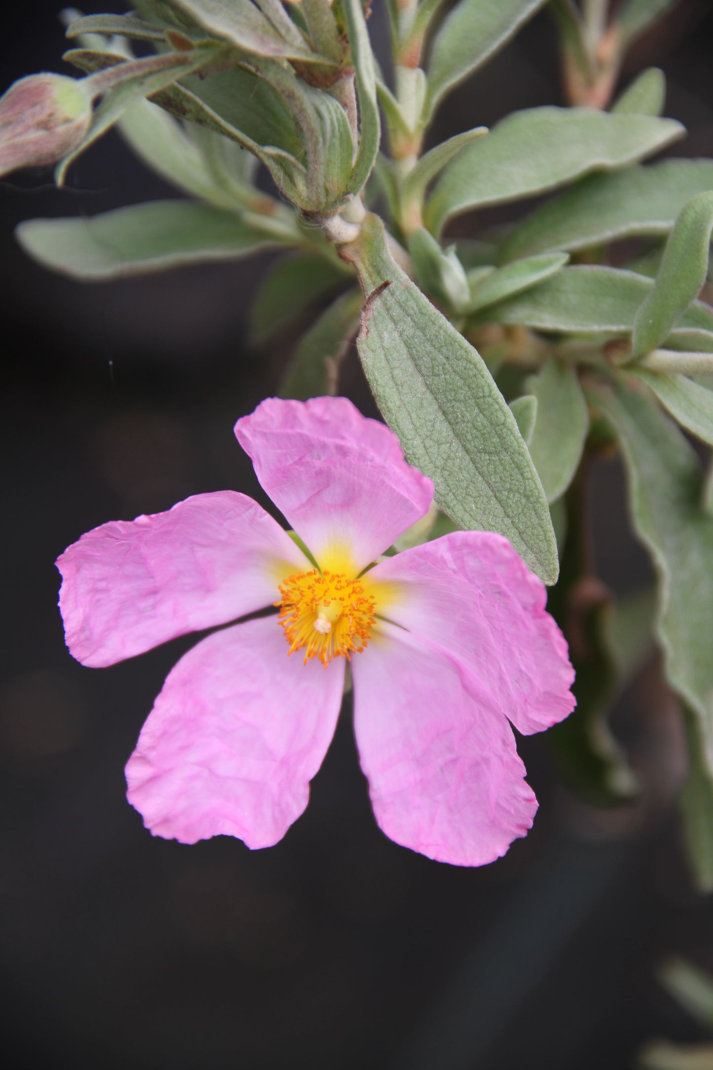 *RETAIL - Cistus x bornetianus 'Jester'