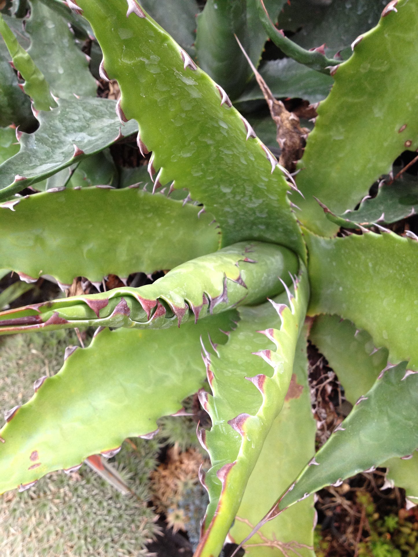 *RETAIL - Agave gentryi 'Jaws'