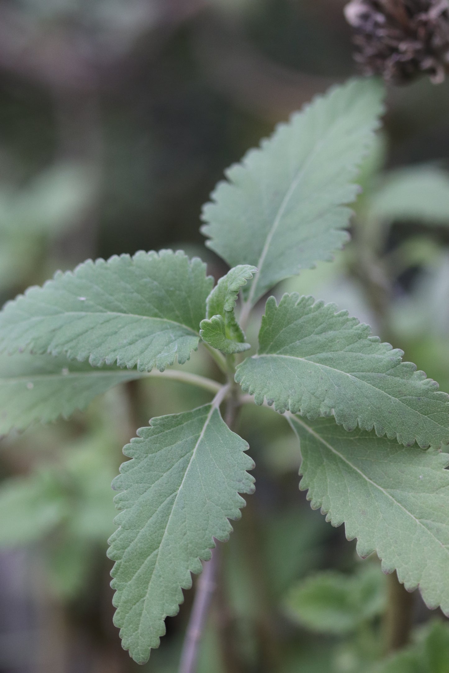 *RETAIL - Teucrium betonicum