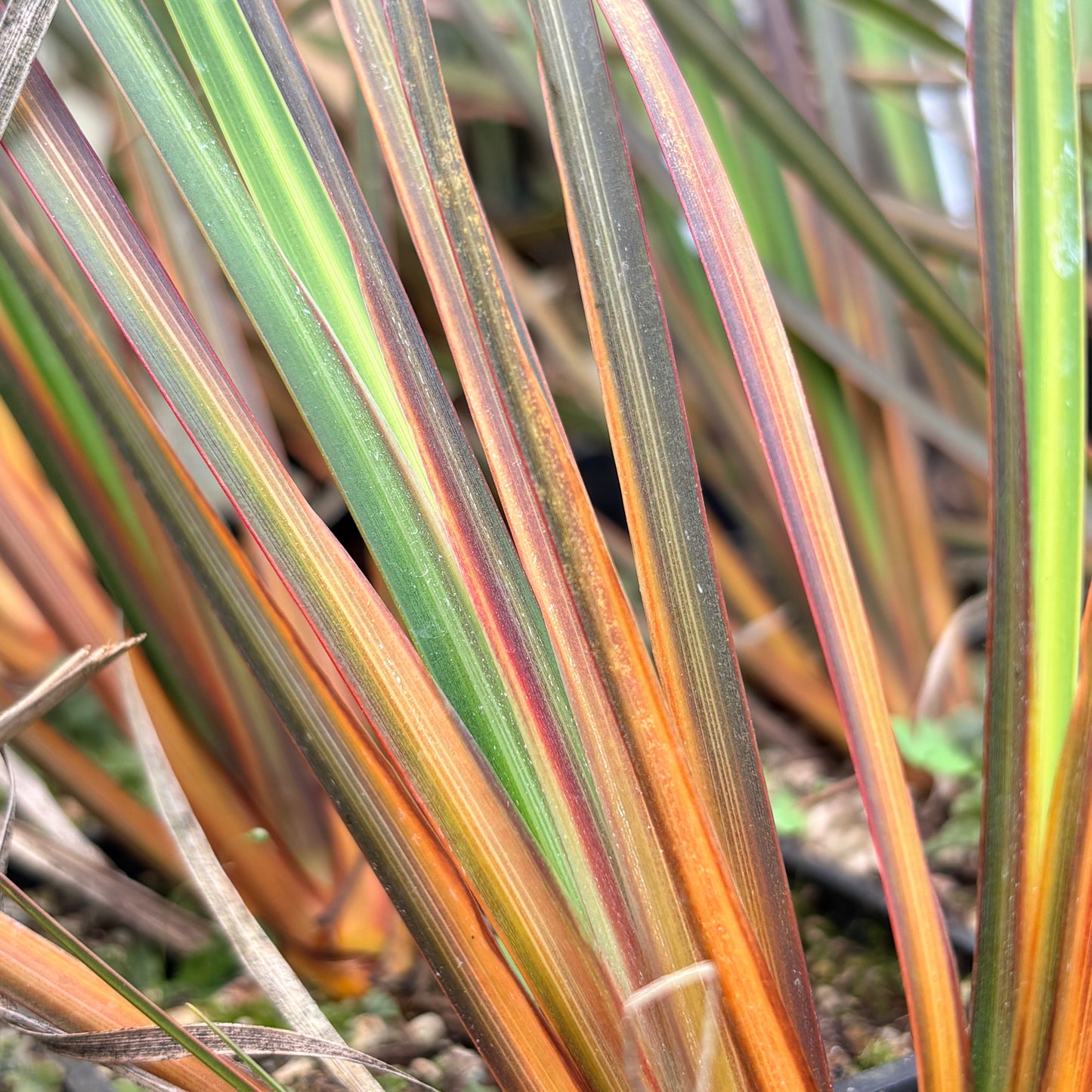 Libertia ixioides 'Taupo After Dark'