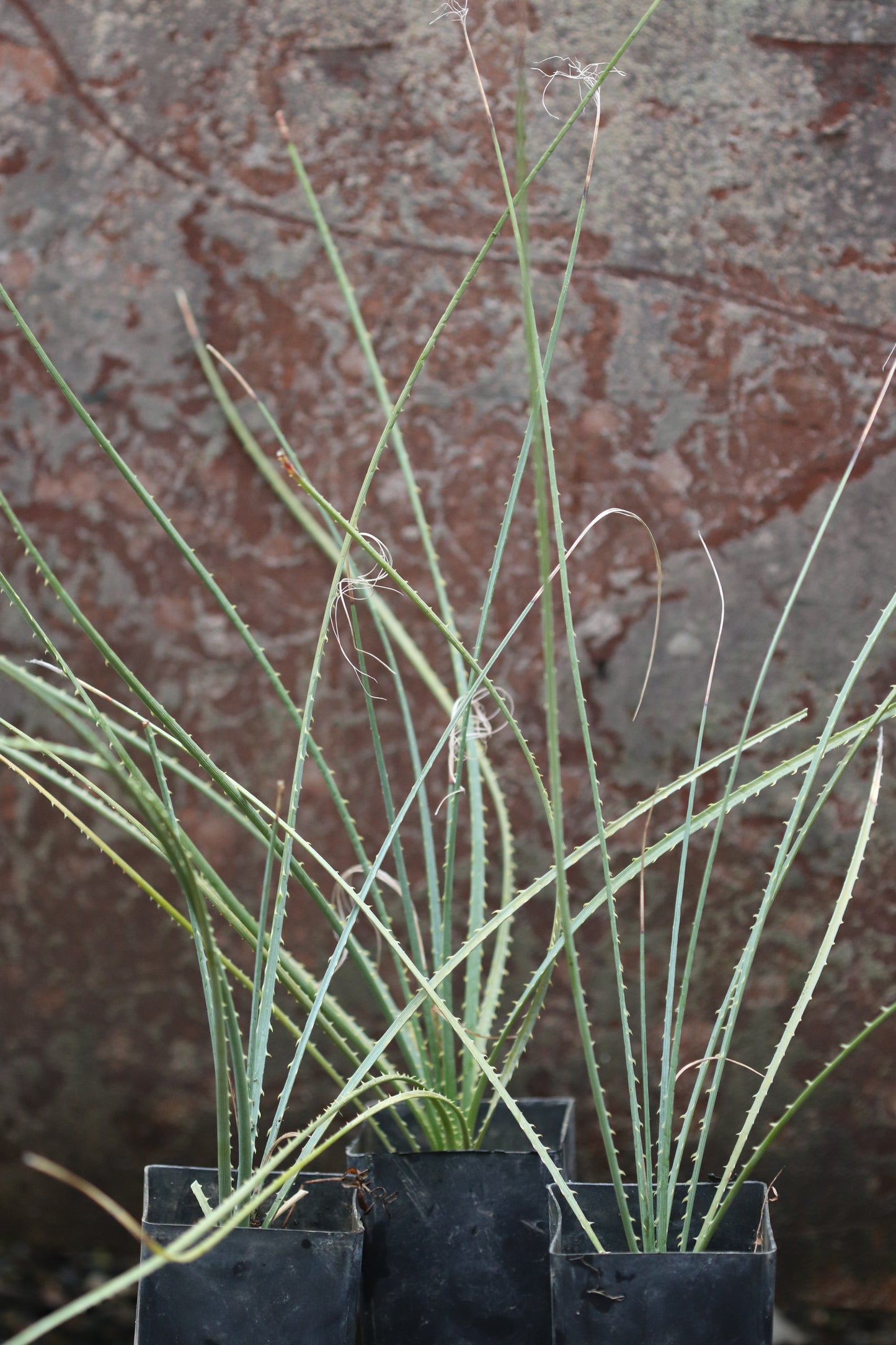 Dasylirion leiophyllum - Eagle Mtns, TX