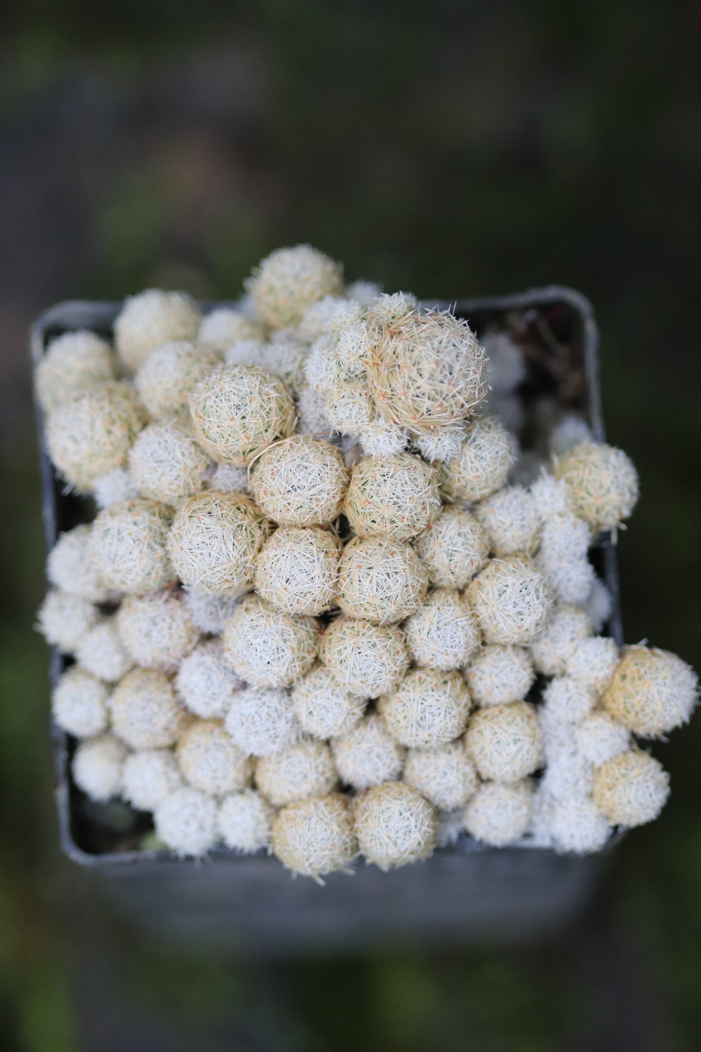 Escobaria sneedii ssp. leei