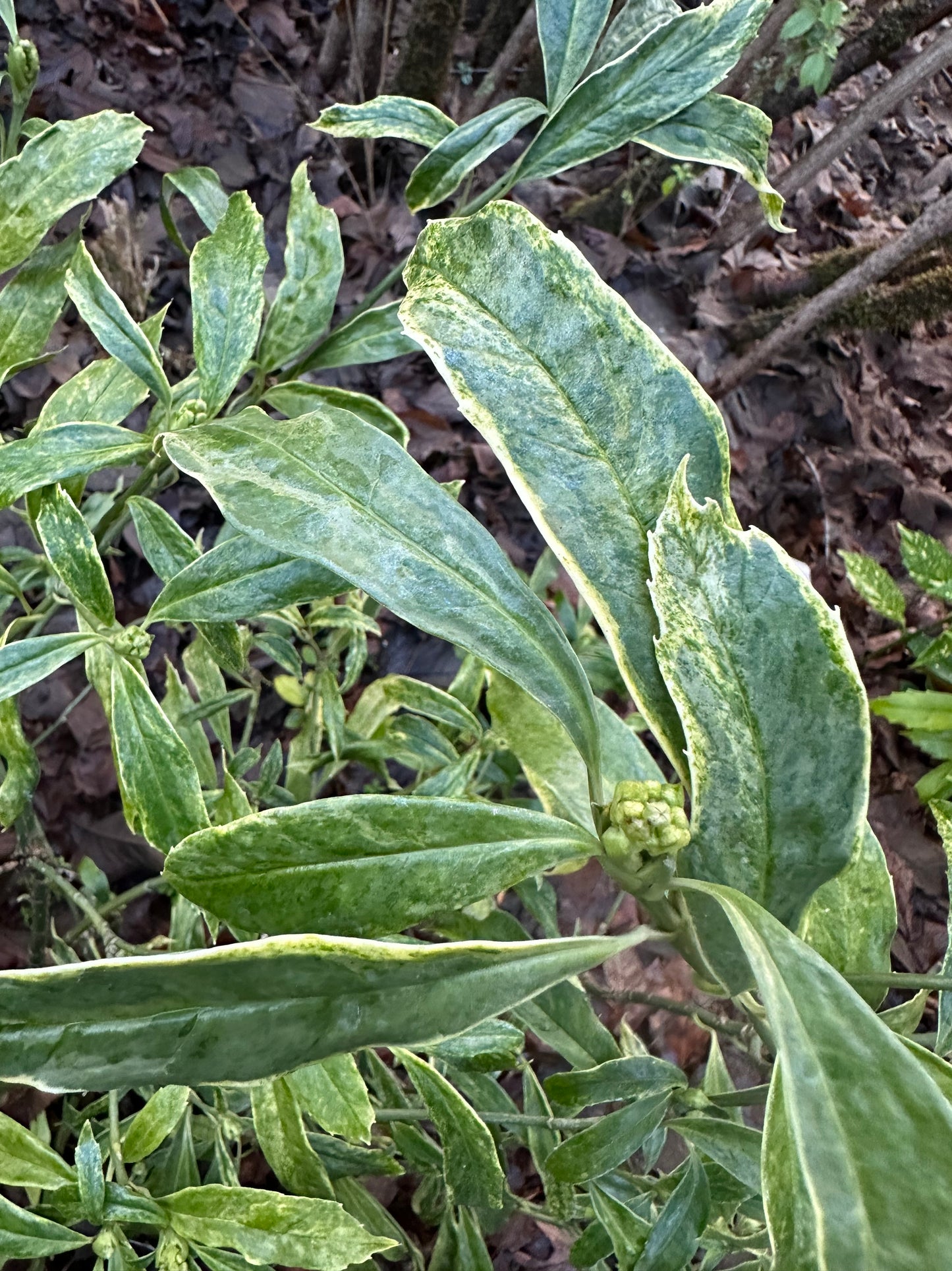 Aucuba japonica 'Pepper Cream'